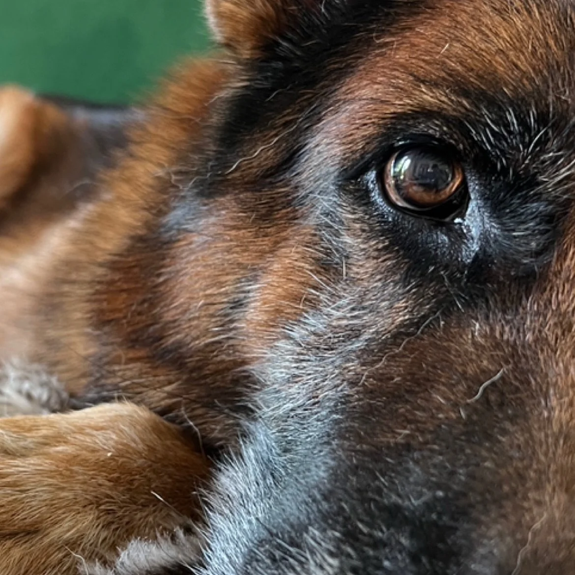 Farewell to our beloved Loki. The hardest part with falling in love with fur babies is knowing they can&rsquo;t stay with us longer. 

Loki was our most treasured souvenir from Brazil, reminding us daily to love life, be playful, and always come back