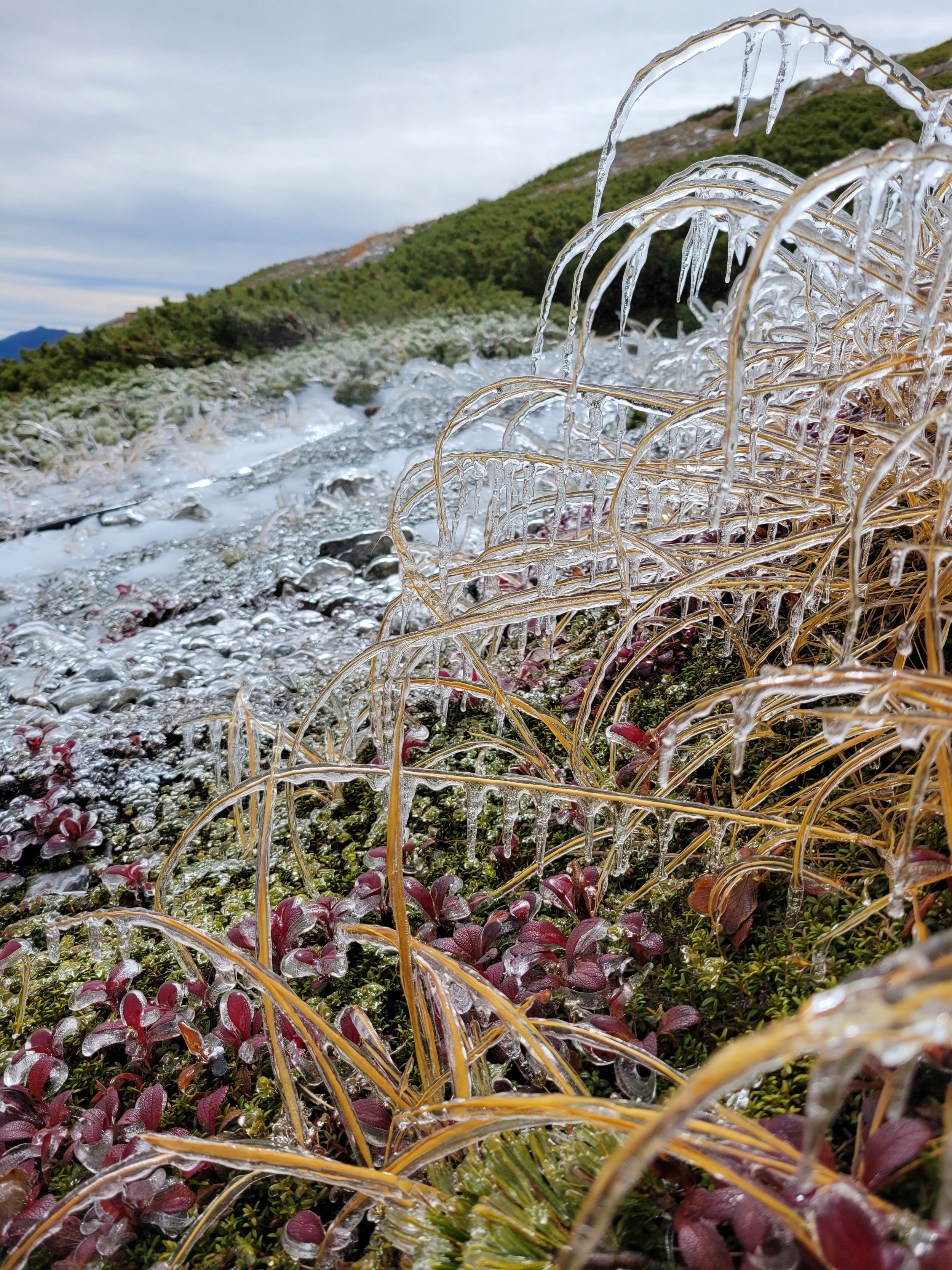 Ice covered plants