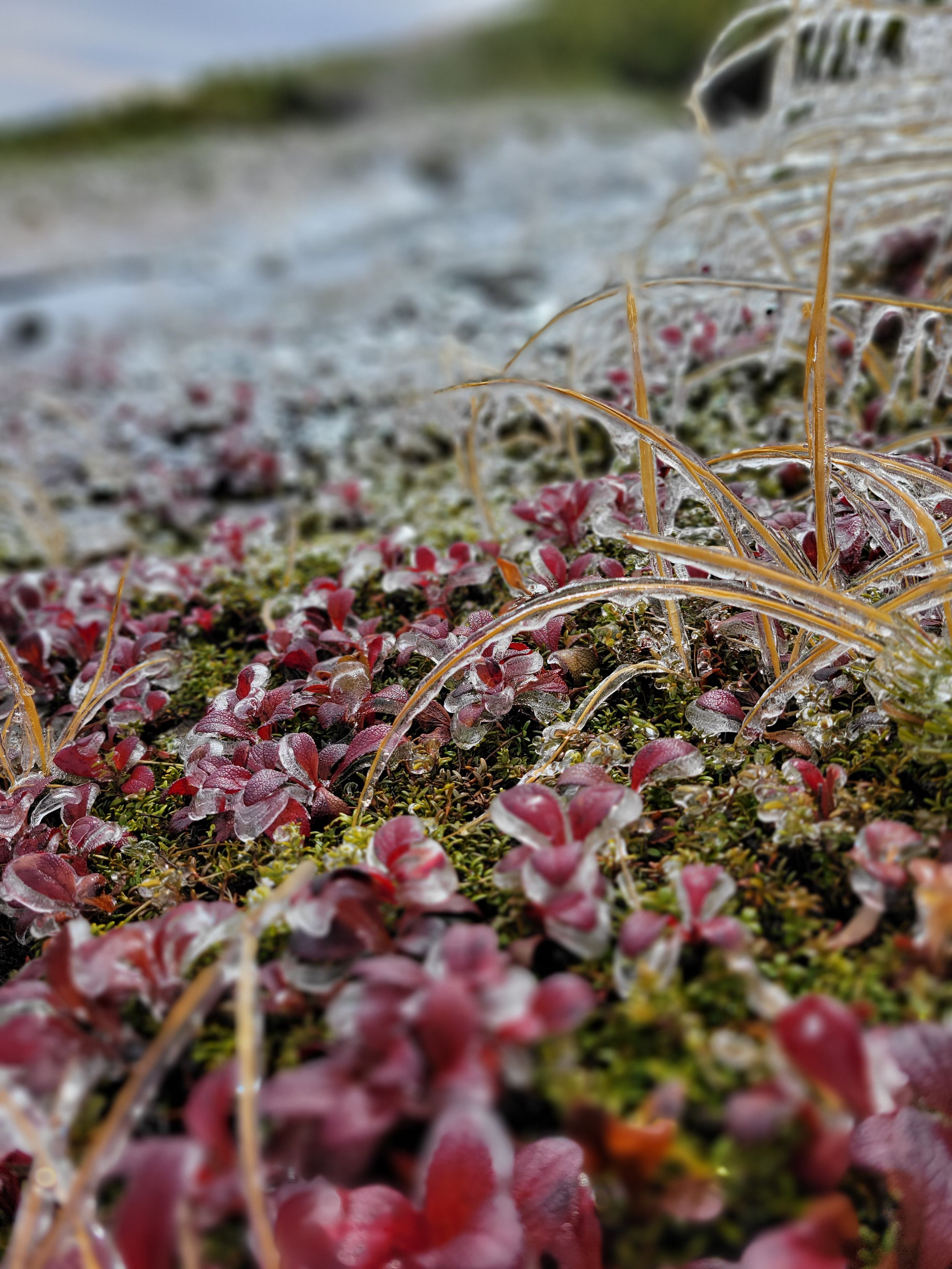 Ice covered plants part 2