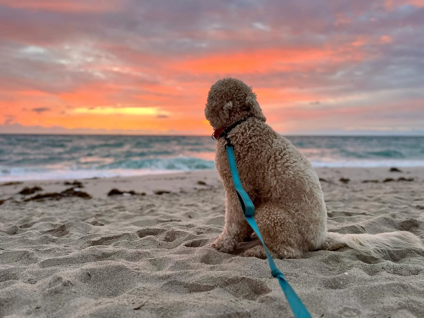 What’s better than a sunrise walkie with one of your favorite puppers? A sunrise walkie with one of your favorite puppers and a RAINBOW!🌈 watch the last video for the amazing scenery 🥰🐾🙏💗 #goldendoodle #miamigoldendoodle