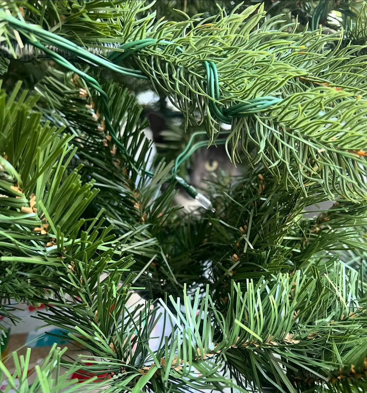 Zazzles is one of our OG furry friends at waggy tail 🐾🙏💗 he is cute and cuddly always 🥰😻 #russianblue #holidaykitty #cutecat