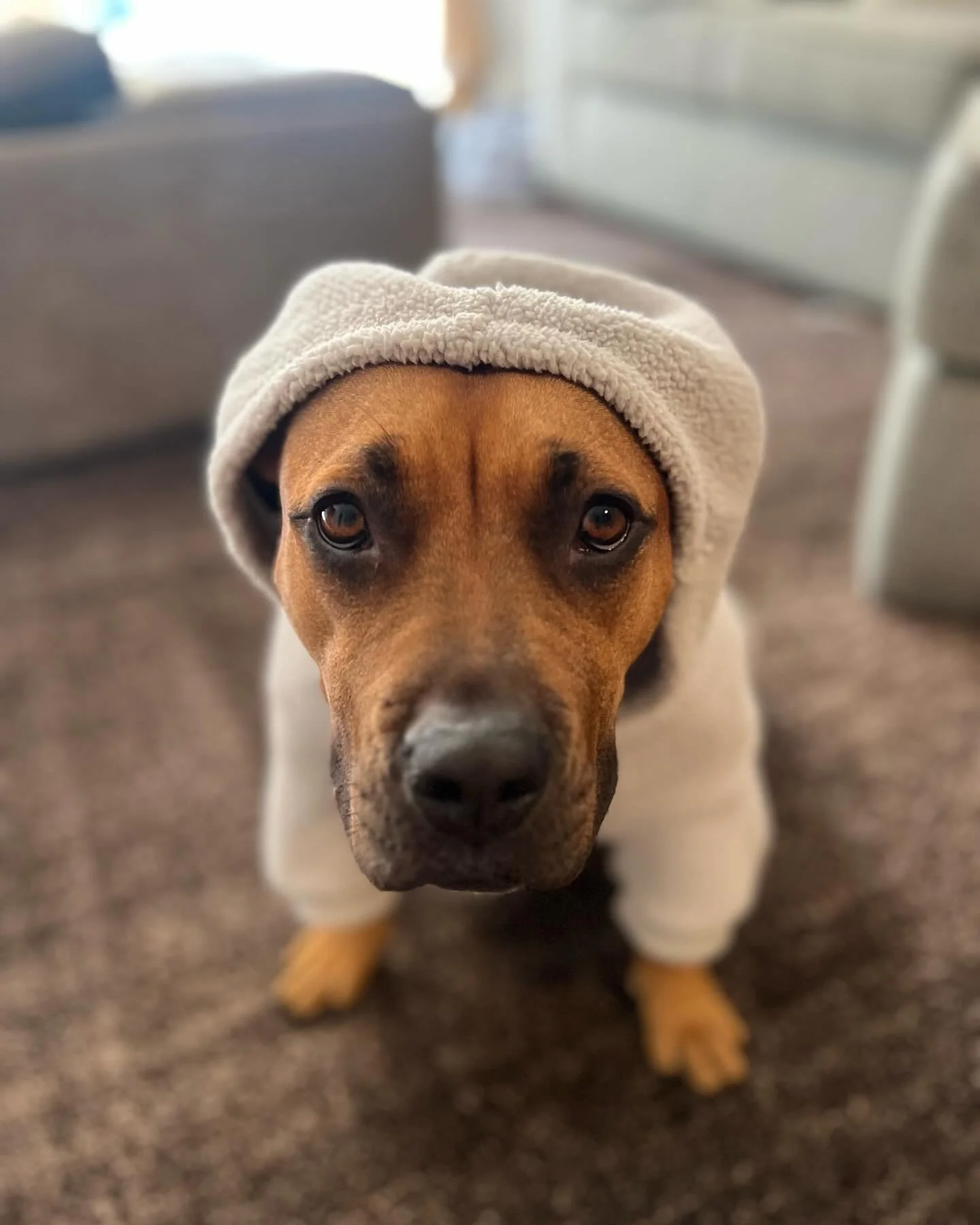 Endy is the cutest baby gurllllll!!! Always so happy to see her friends and a complete love bug 🐛 #pitbullsofinstagram #welovedogs