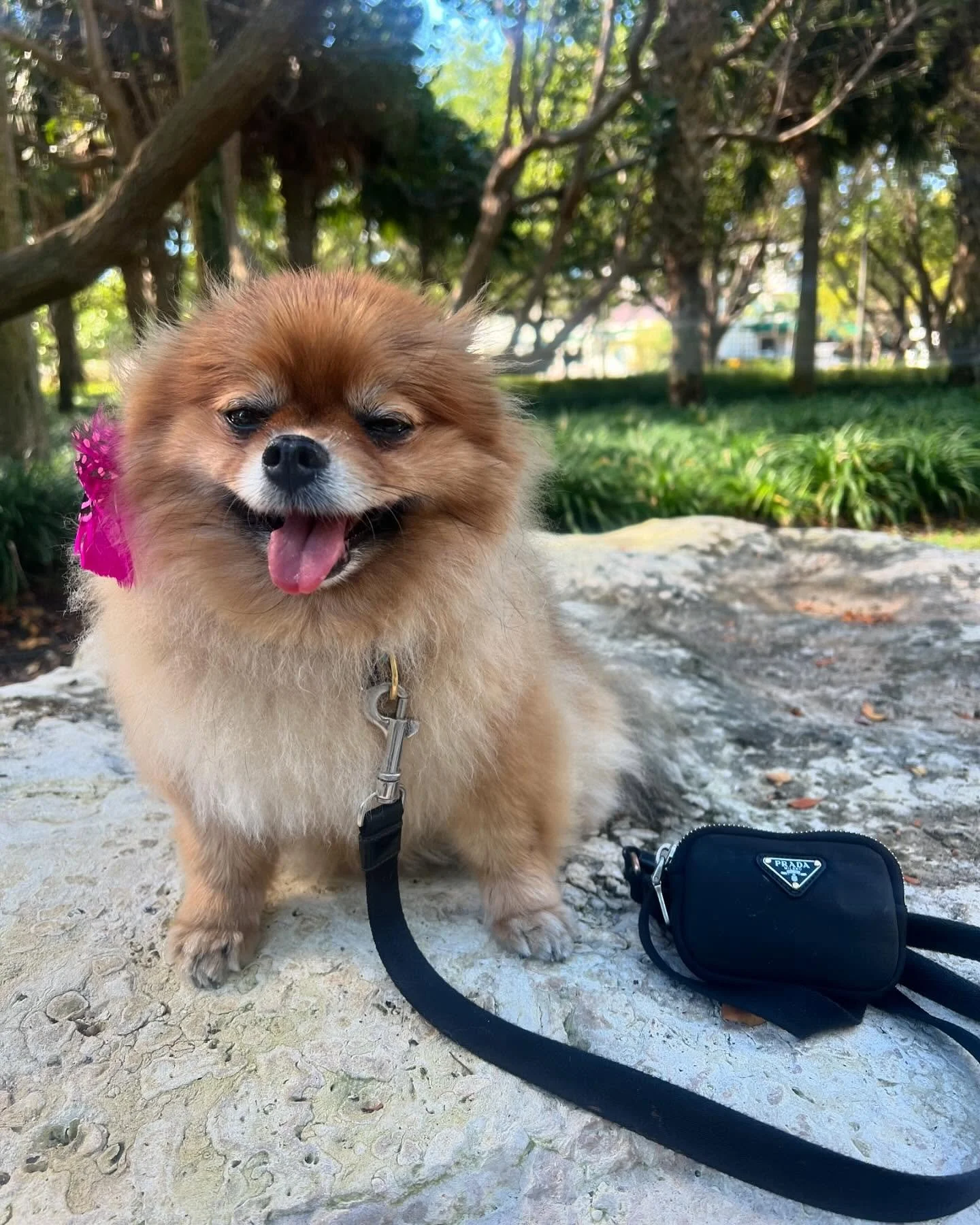 Our fancy lil dolce enjoying life and sometimes walking when she isn’t being carried. Our favorite ❤️ little princess 👑 #miamipomeranian #pomeranian #fluffydog