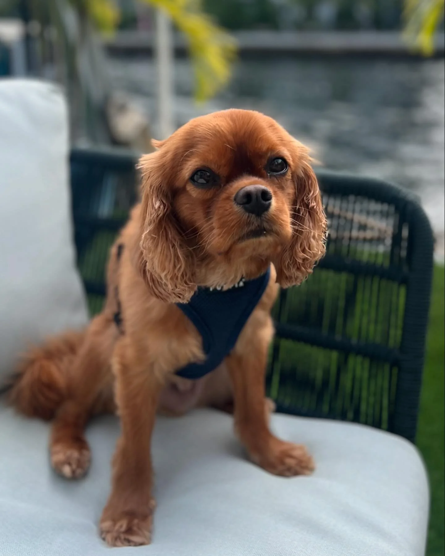 These photos and video say it all. Theo is all about the chill. Endless cuddles and snuggles 🥰 given by this handsome boy 🐾 #kingcharlescavalier #snugglebuddy #miamikingcharles