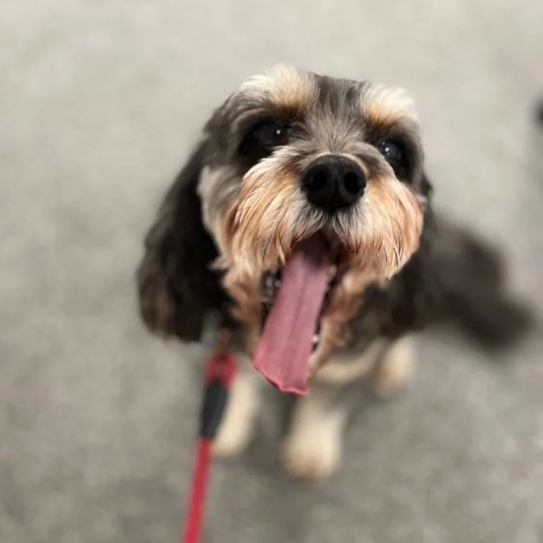 This handsome boy is such a flirt! He loves saying hi to everyone and we are happy to oblige. We 💗 you Gus! #flirtydog #flirt #cavapoo #miamicavapoo