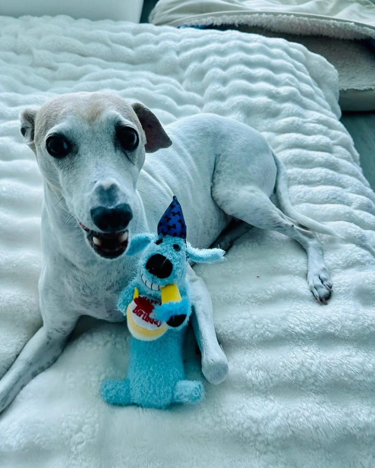 Happy birthday to our favorite #italiangreyhound friends 🐾🐾 We 💗 you mami and papi. We cherish every day we have spent with you kids over the years 💗🐾🥰🐾🐾🙏🥰 #dogbirthday #iggies #miamiiggy