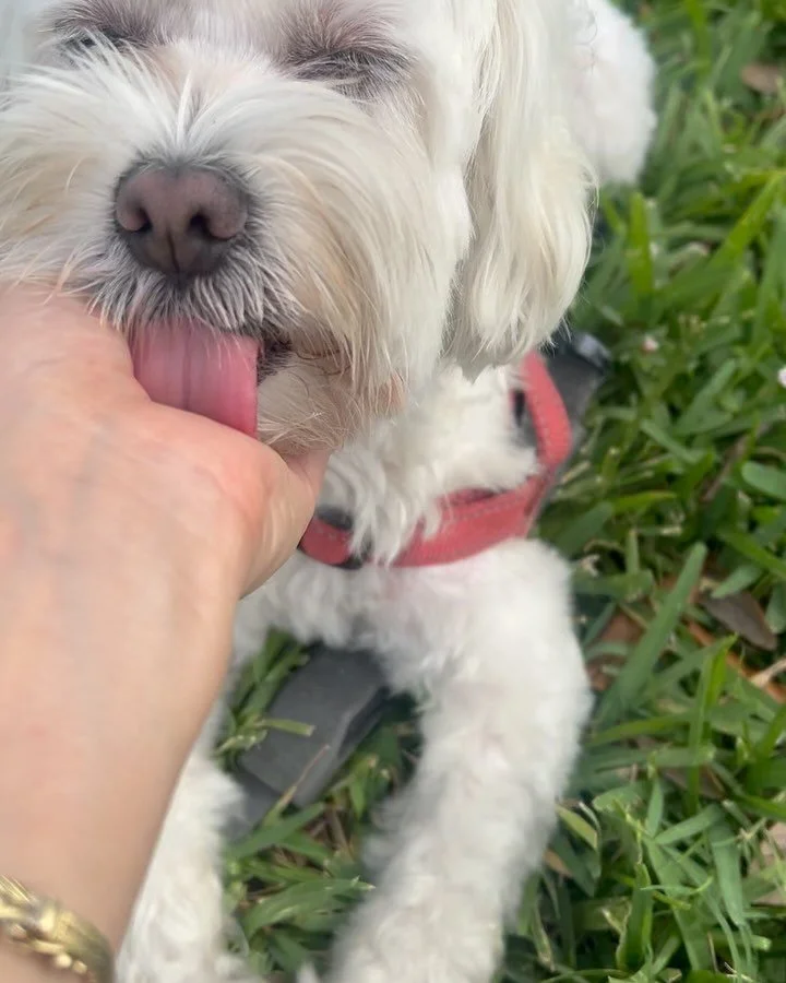 Mias daisy 🌼 our flower child, socialite of south beach, stubborn fancy girl. We 💗 you 💘#maltese #miamimaltese #setaimiami
