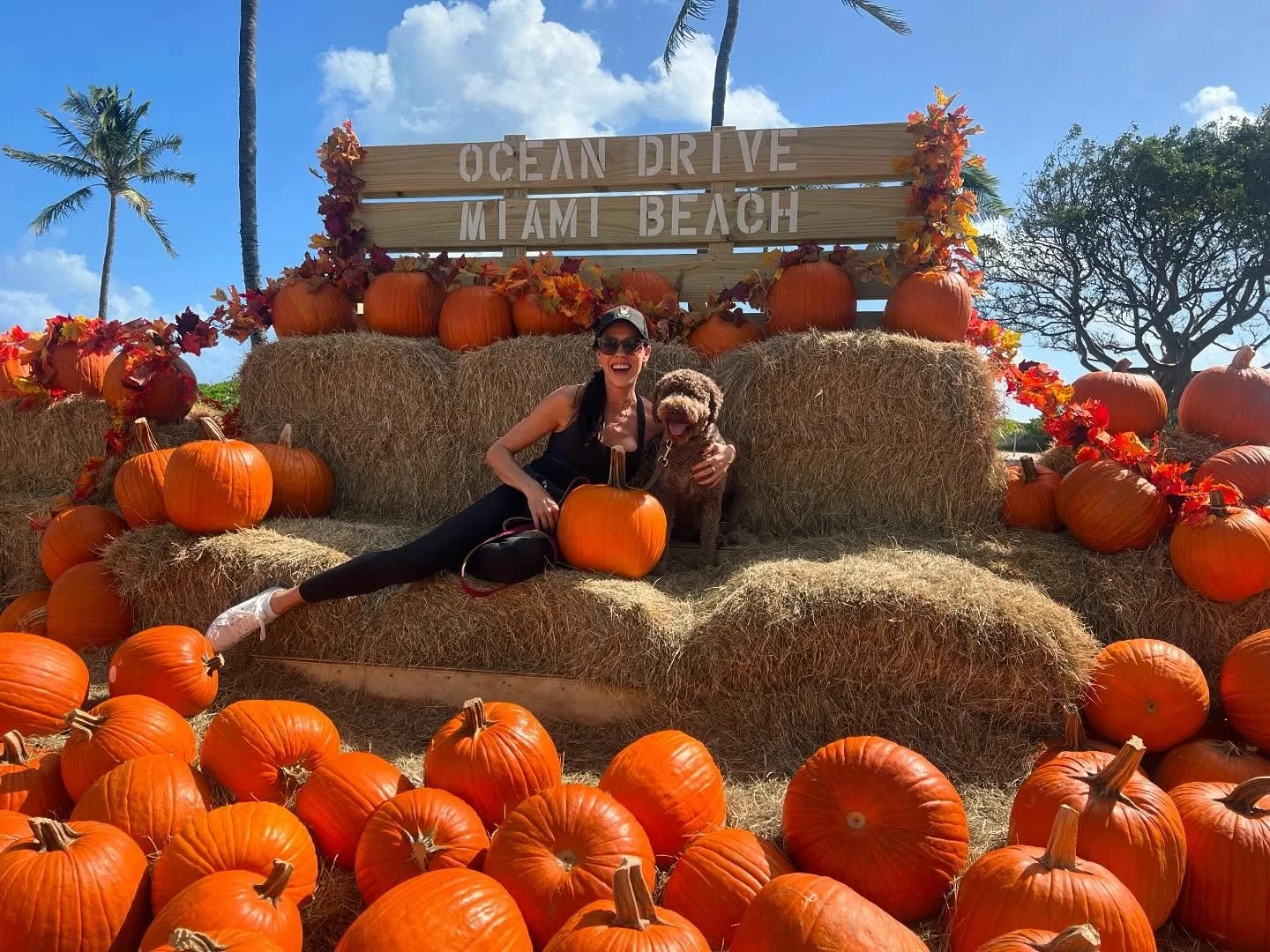 Happy Halloweeney 🎃 from all of us at Waggy Tail :) we hope you enjoyed your spooky 👻 day as much as we did! #happyhalloween #miamihalloween #miamibeachhalloween #sobehalloween