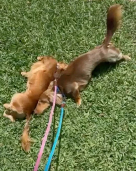 Ruby and Rover have touched our hearts with their playful and adorable personalities. Walkies are always an adventure and sleepovers are just as fun! 🤩 #dachshunds #miamidachshunds #walkies #waggytailpetcare