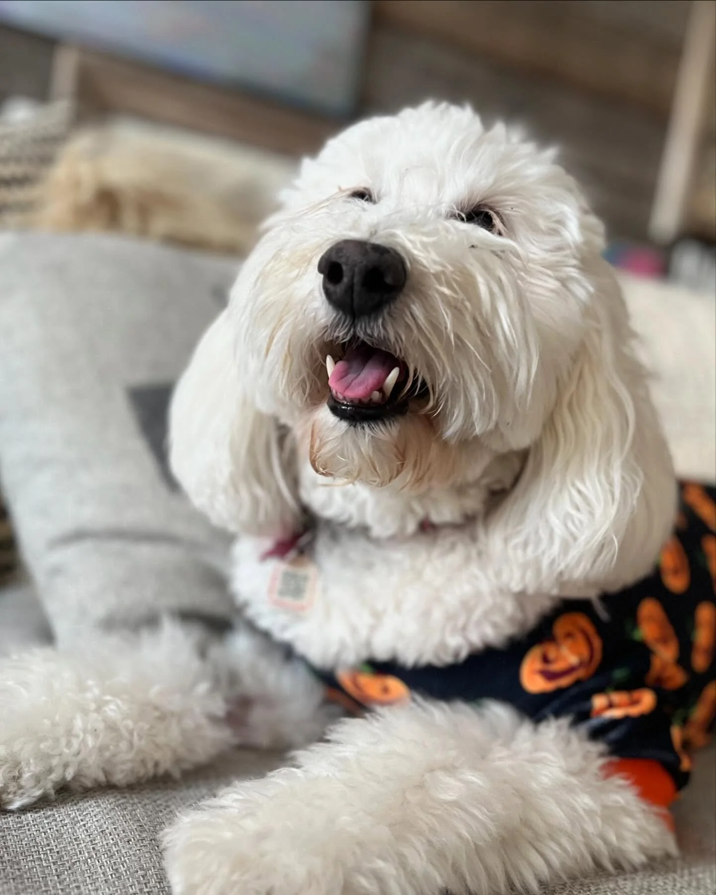 Every day is a lovely day hanging with Tiger 🐯 #goldendoodle #miamigoldendoodle #halloweendog