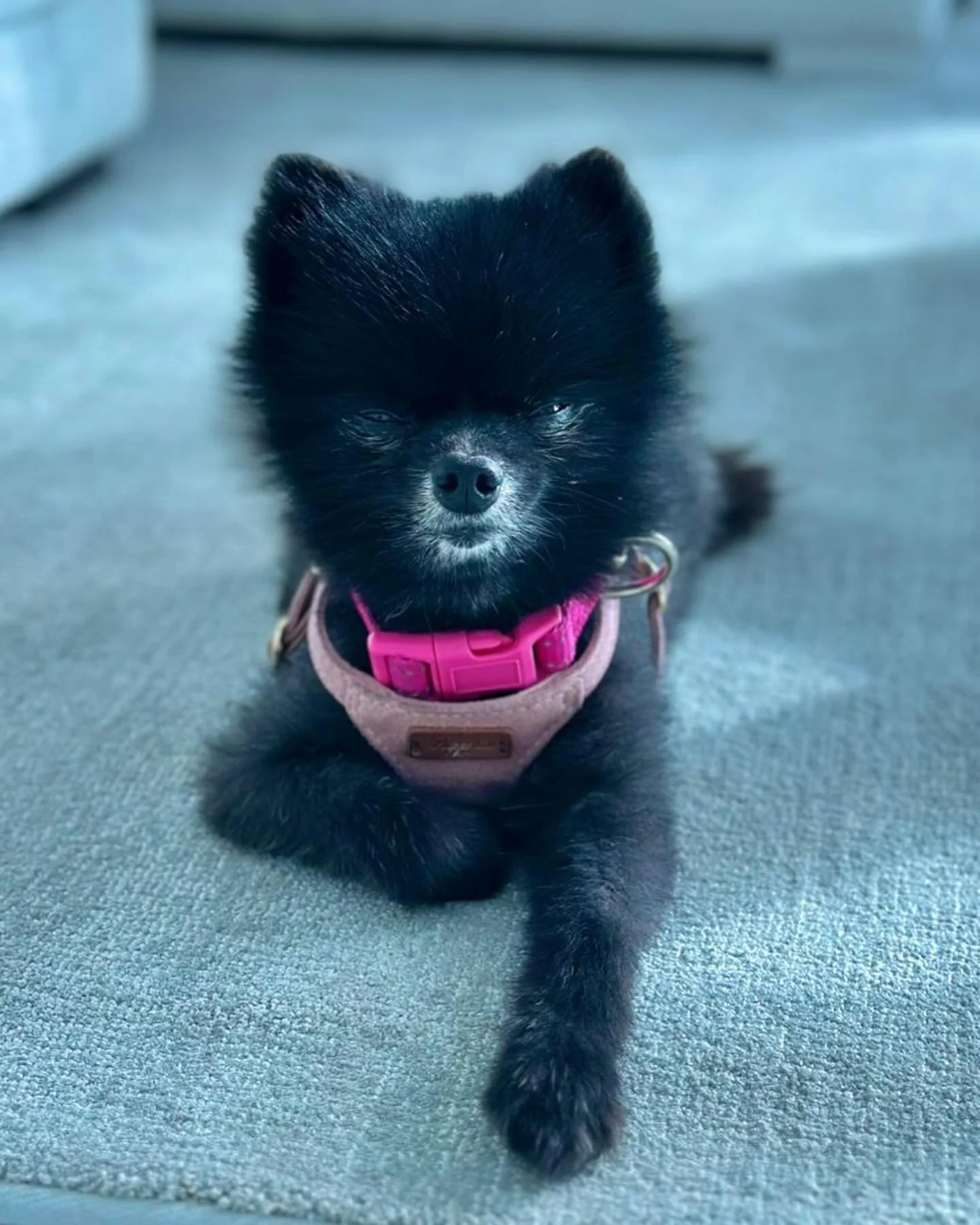 We can&rsquo;t get enough of this adorable munchkin Tara. So cute. So small. So loving. 🥰🐾 She is hanging with her fav pet sitter in the comfort of her own home living life to the fullest 💗😻 We 💗 you Tara!