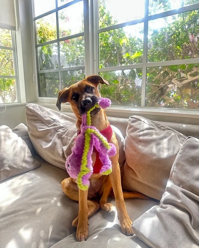 Hi I’m a silly lil pupperooni here to make you smile 😃 My name is Rue! Will you be my friend? 🐾 #pupperooni #sillypuppy #sillydog