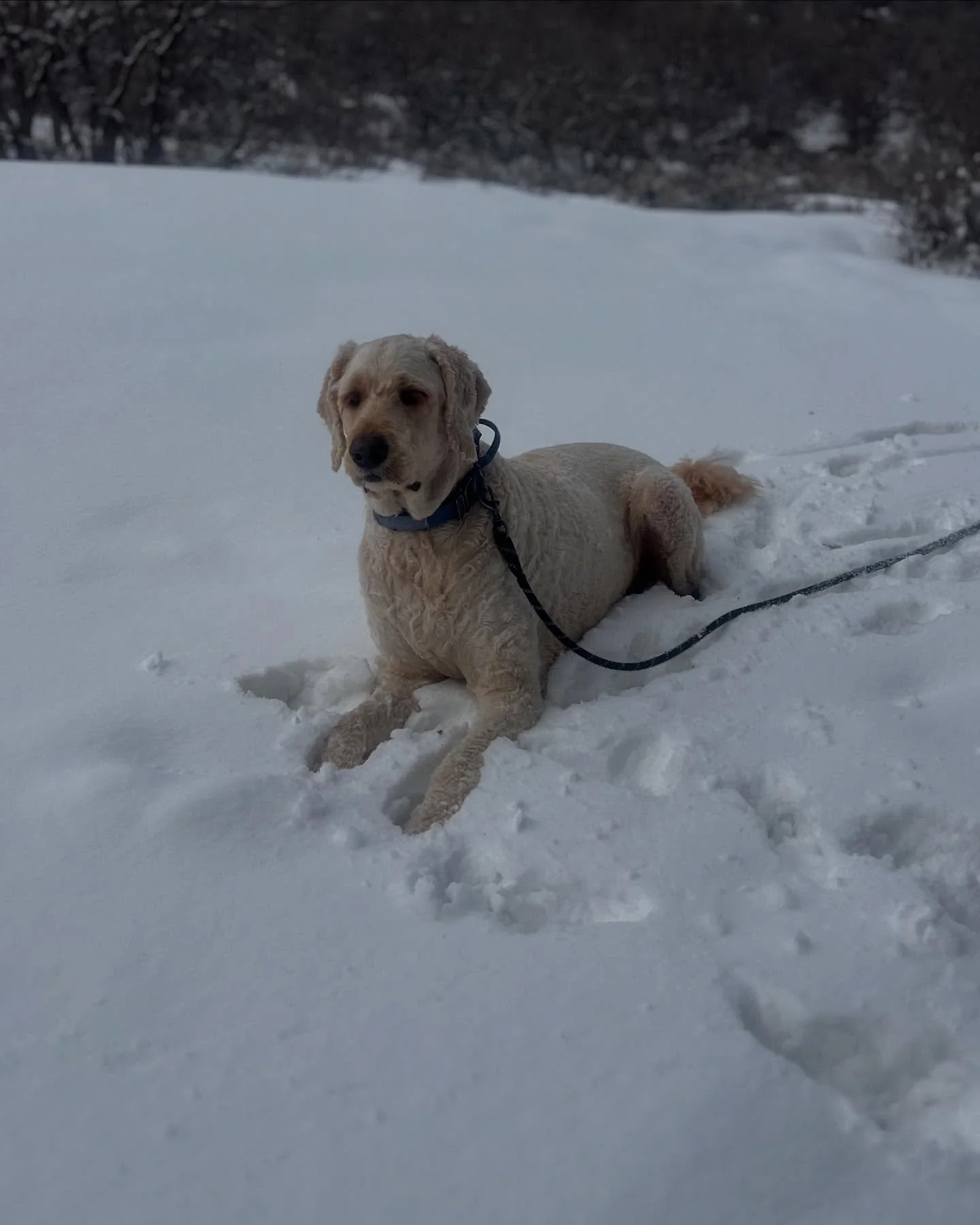 Roady the 108 pound golden doodle is melting hearts and the ❄️. This big boy loves to carry around his toys and put them in your lap. He has no idea how big he is and tries to sit on you like a lap dog!  Roady provides endless cuteness in his presenc