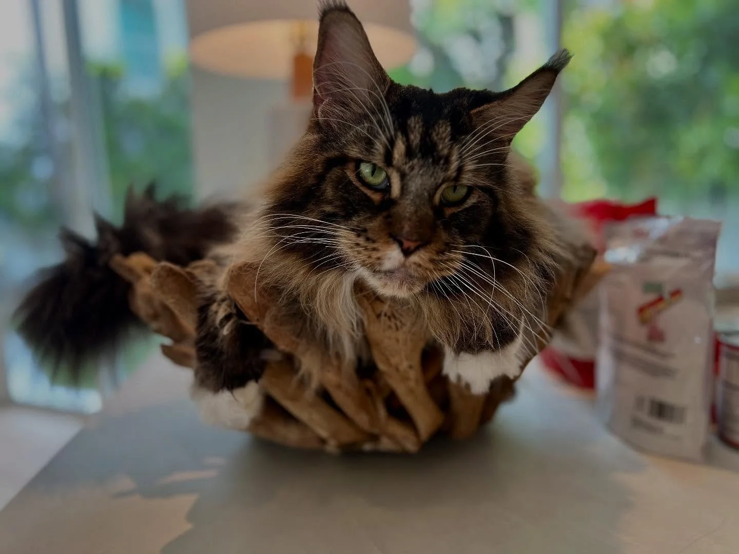 Franco the Maine coon, cool 😎 as a cucumber 🥒 giving us the look 👀. #mainecoon #cutecat #catsitter