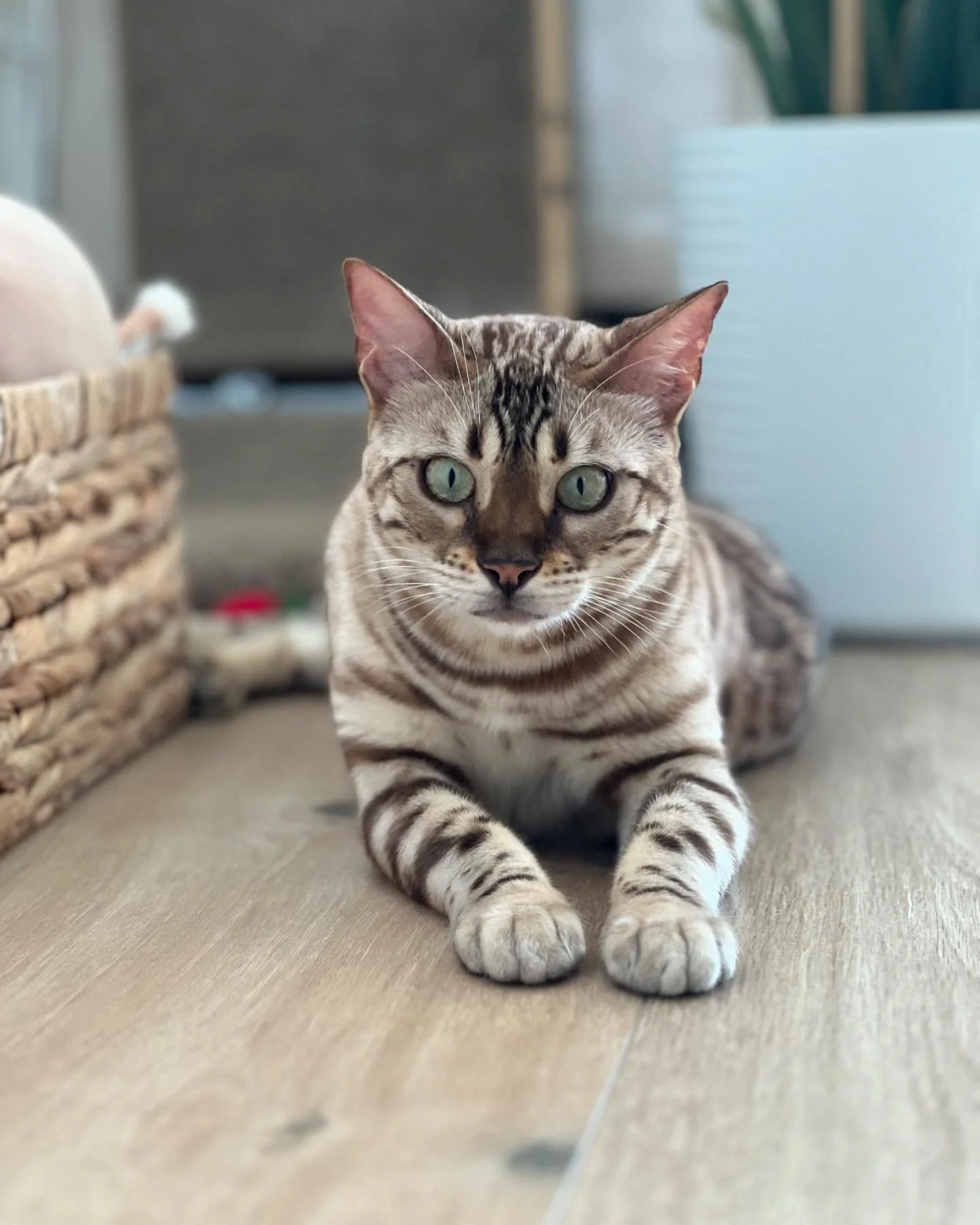 Our favorite bengal kitties being super silly 🤪🐾🐾 #bengalcats #bengalcat #miamibeachcats
