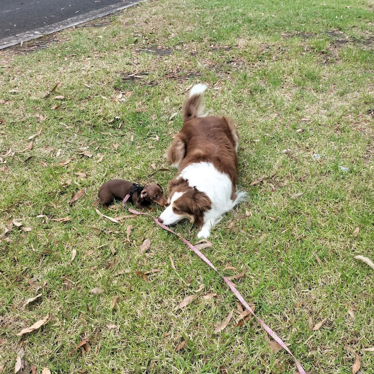 A border collie lays on the ground allowing a dachshund to sniff her.