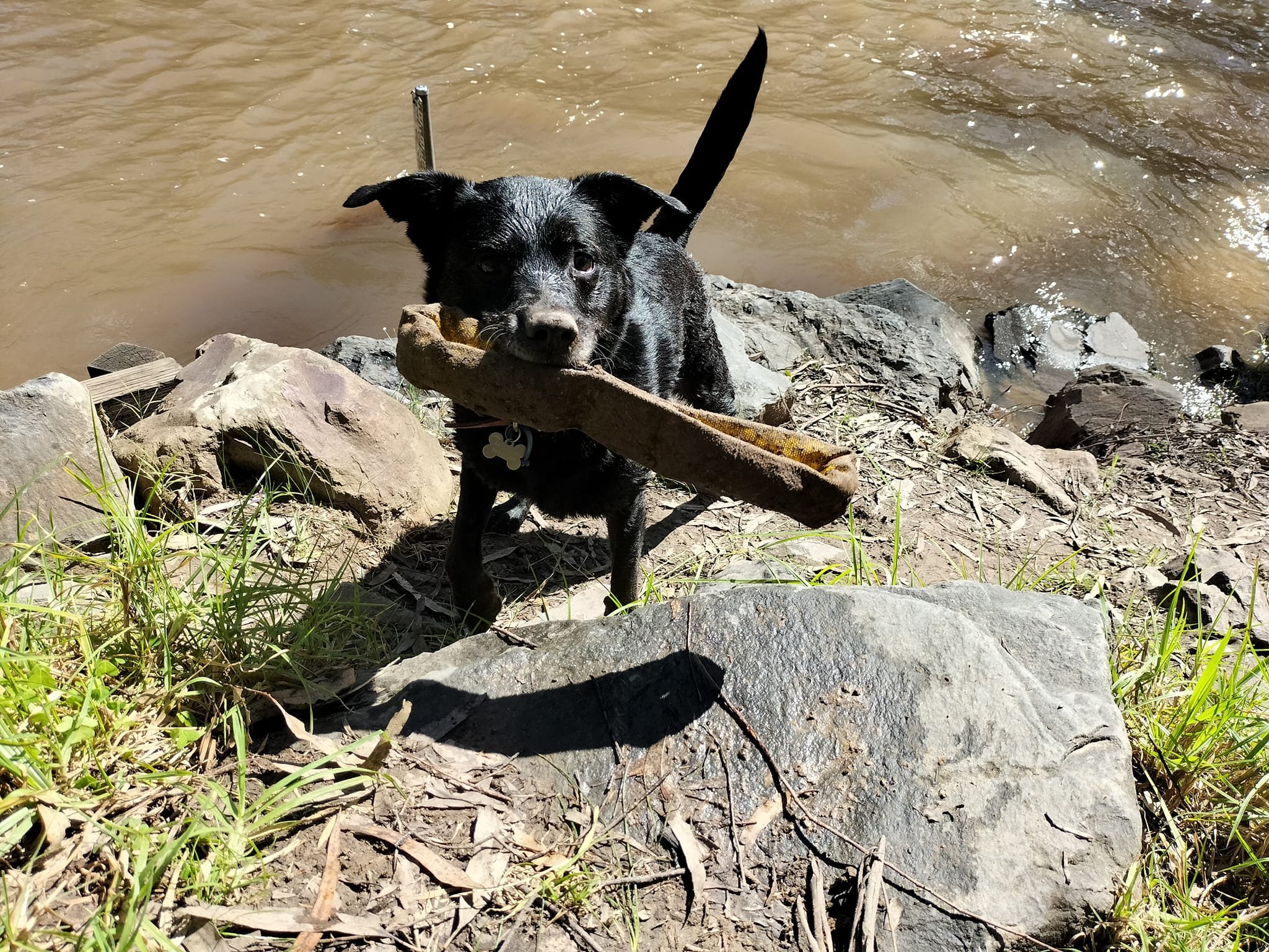 Off leash dogs part one: A dog runs up to you.