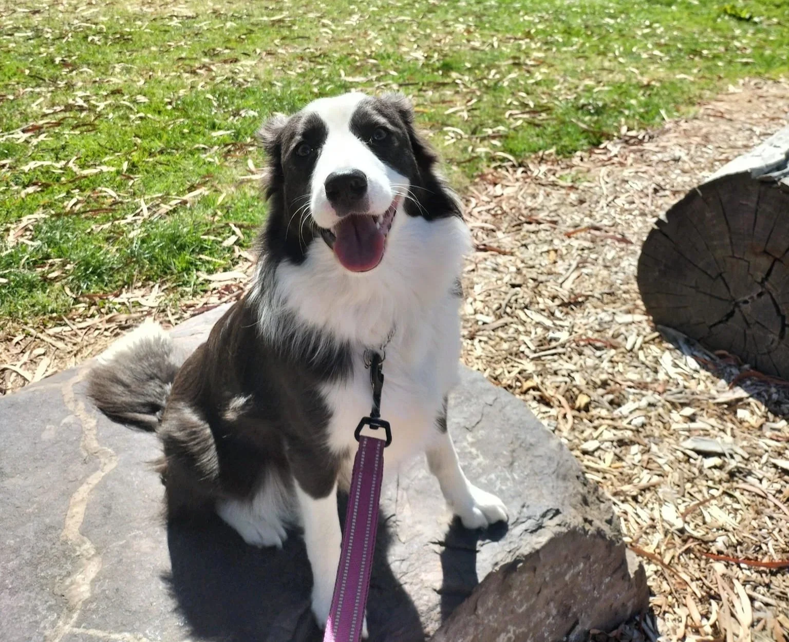 Off leash dogs part three: Deterrents to carry.