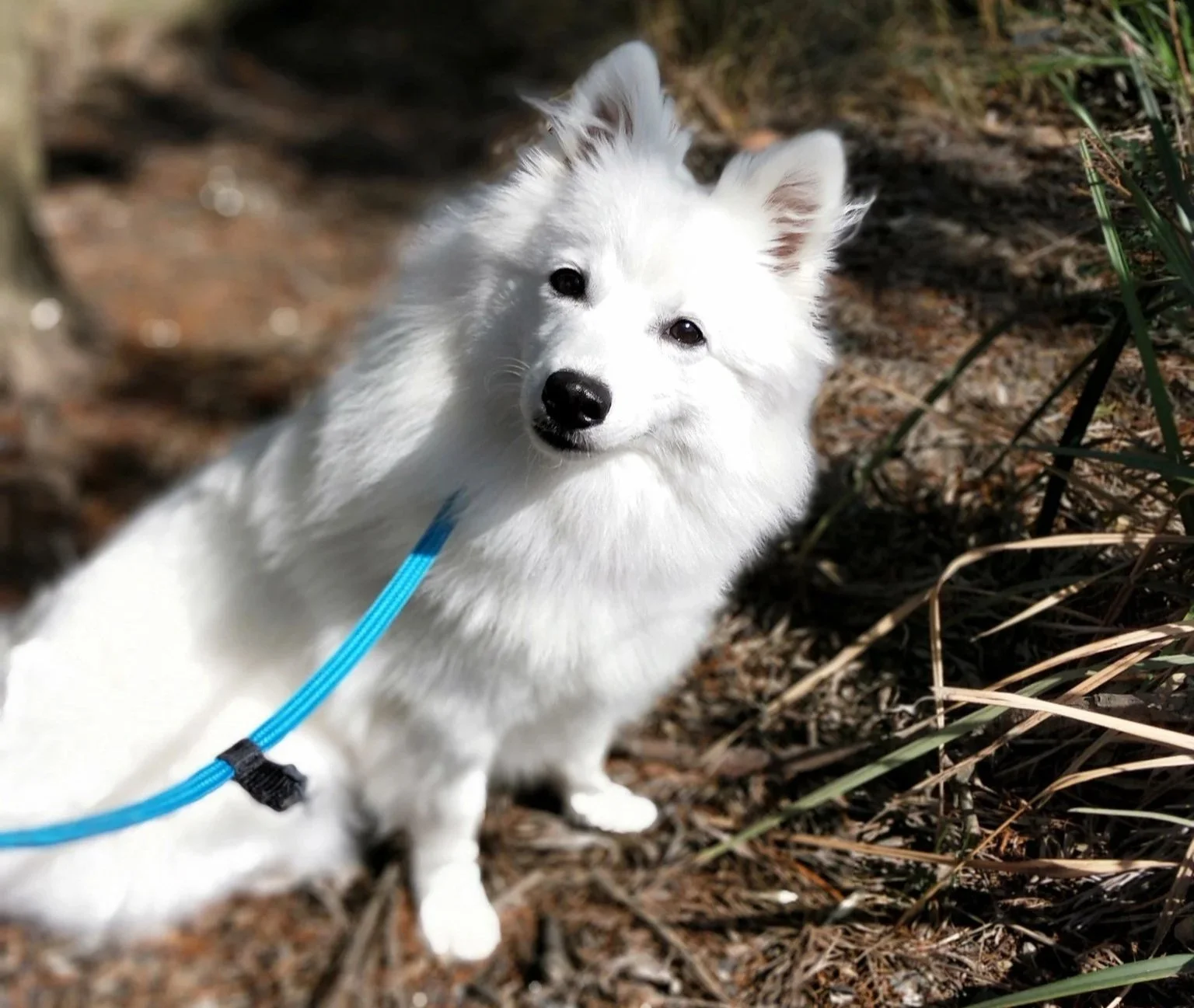 Small dogs need training too: Helping your tiny friend become a well adjusted pup. 