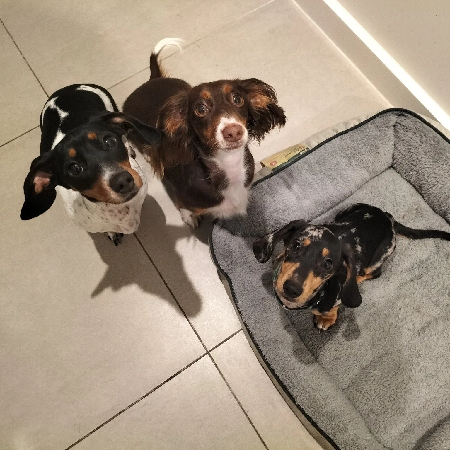A trio of dachshunds look up into the camera from their bed.