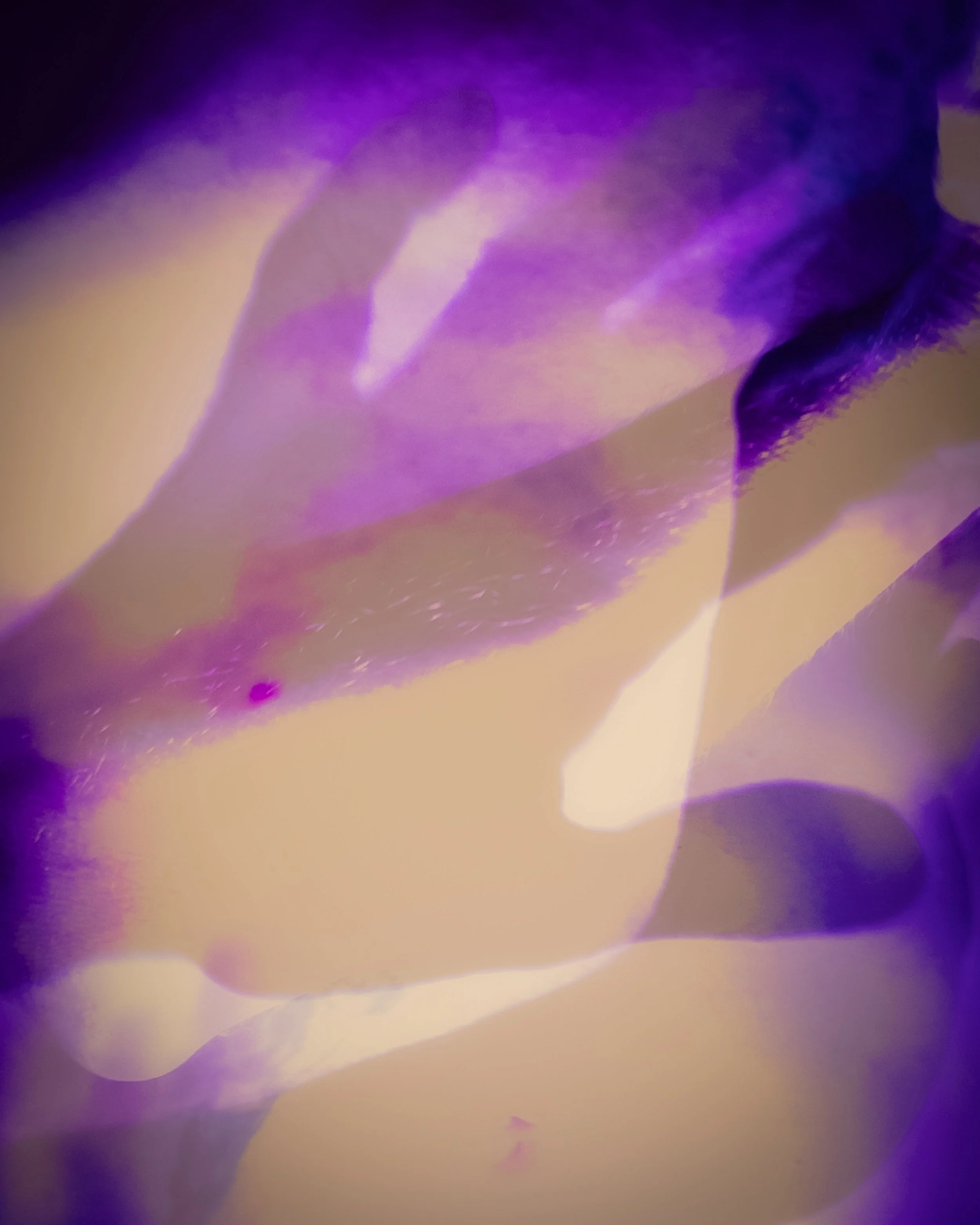 The Glow-7.jpg