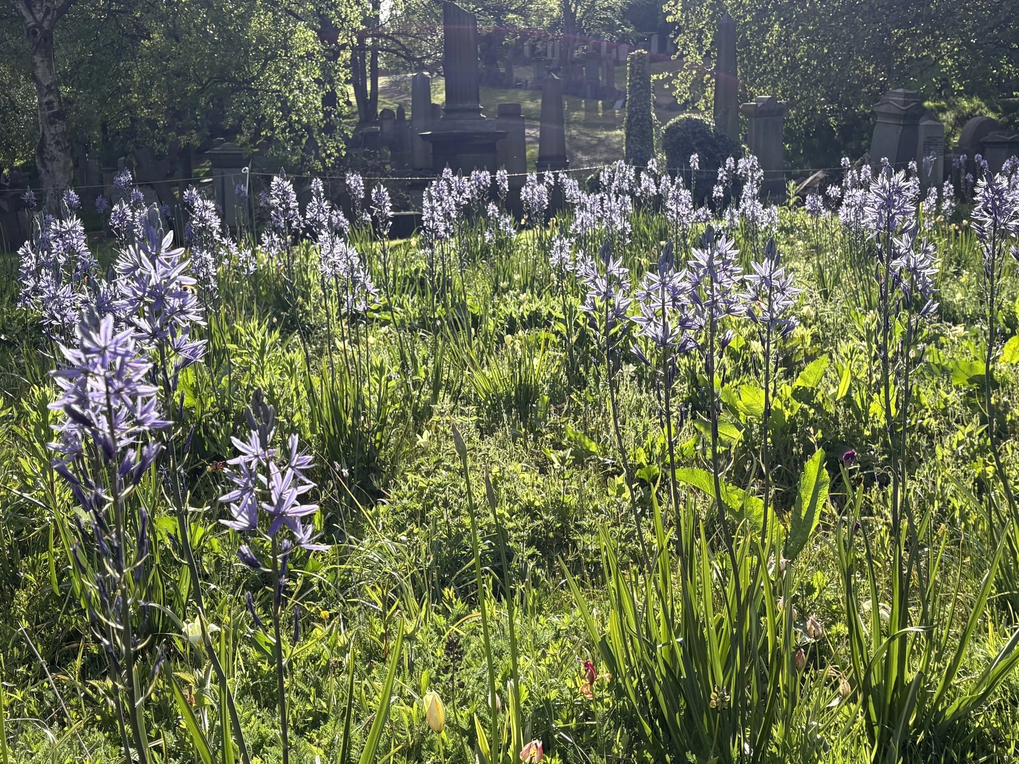 Summer Planting Event and visit a new exhibition about The Well