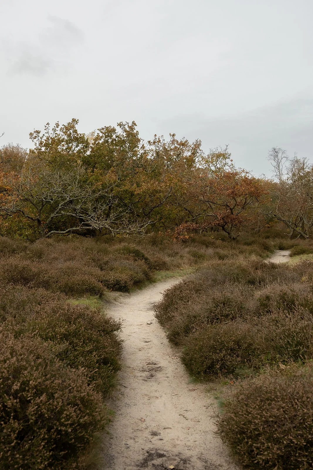 Een weg door de natuur, symbool voor de reis van overprikkeling naar acceptatie als hoogsensitief persoon, met balans en rust als bestemming