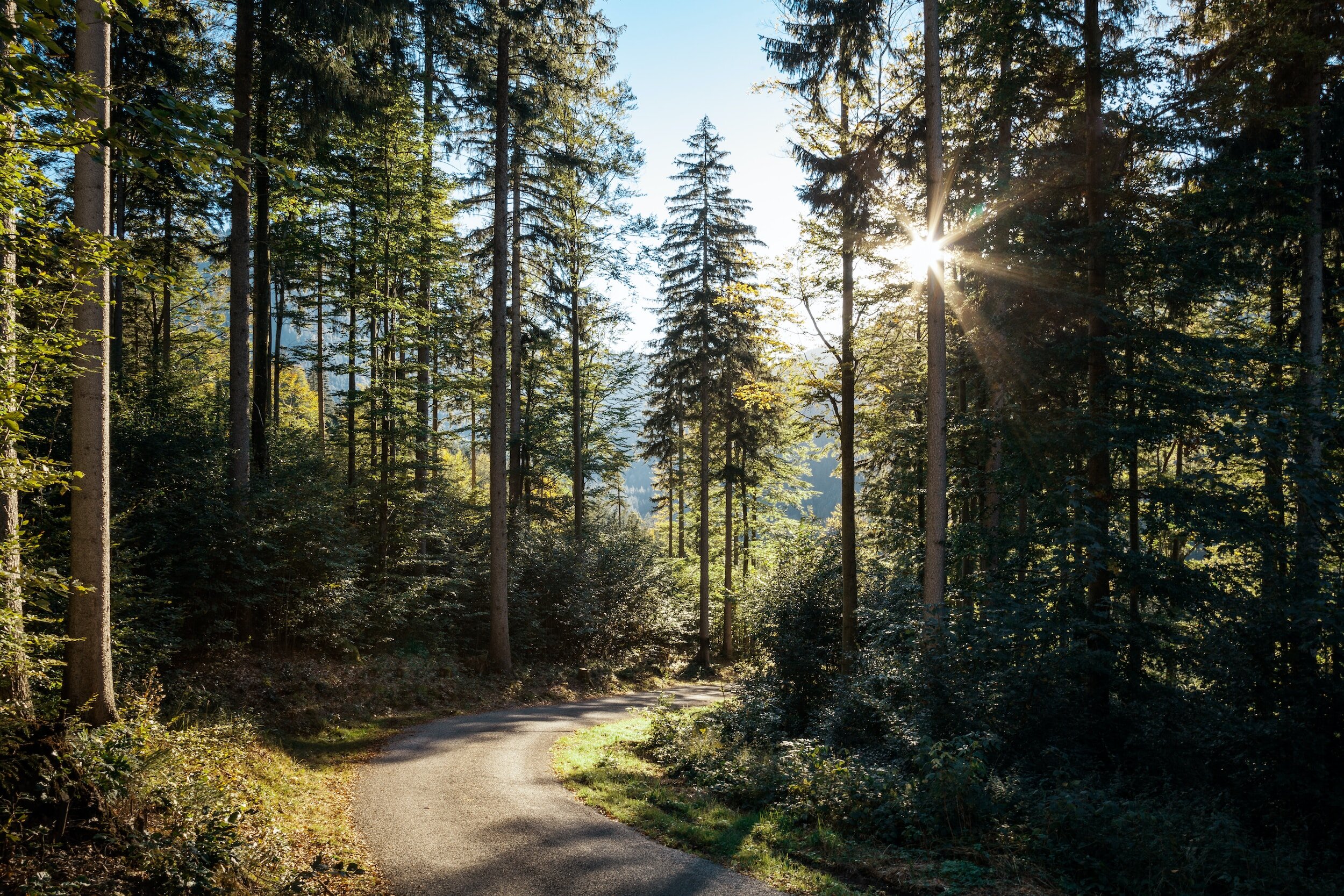 Wald mit Sonne