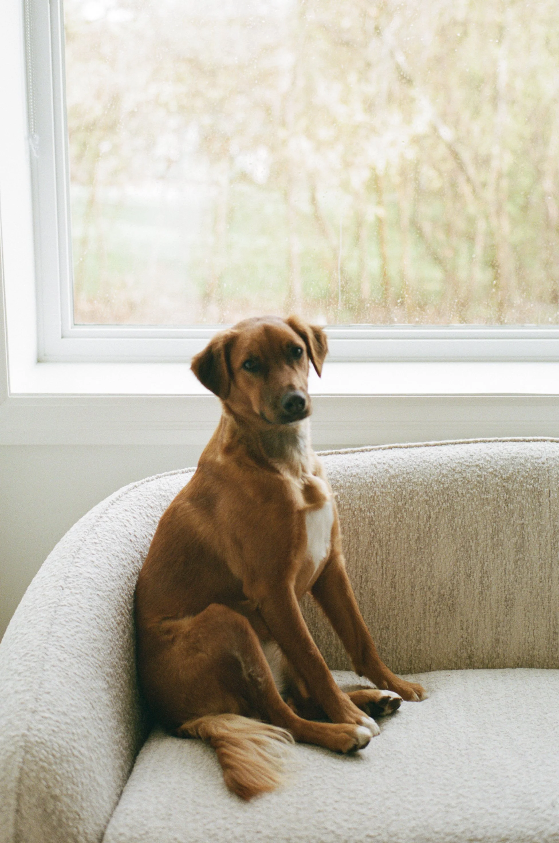 Maddy + Matt + Honey-232.jpg