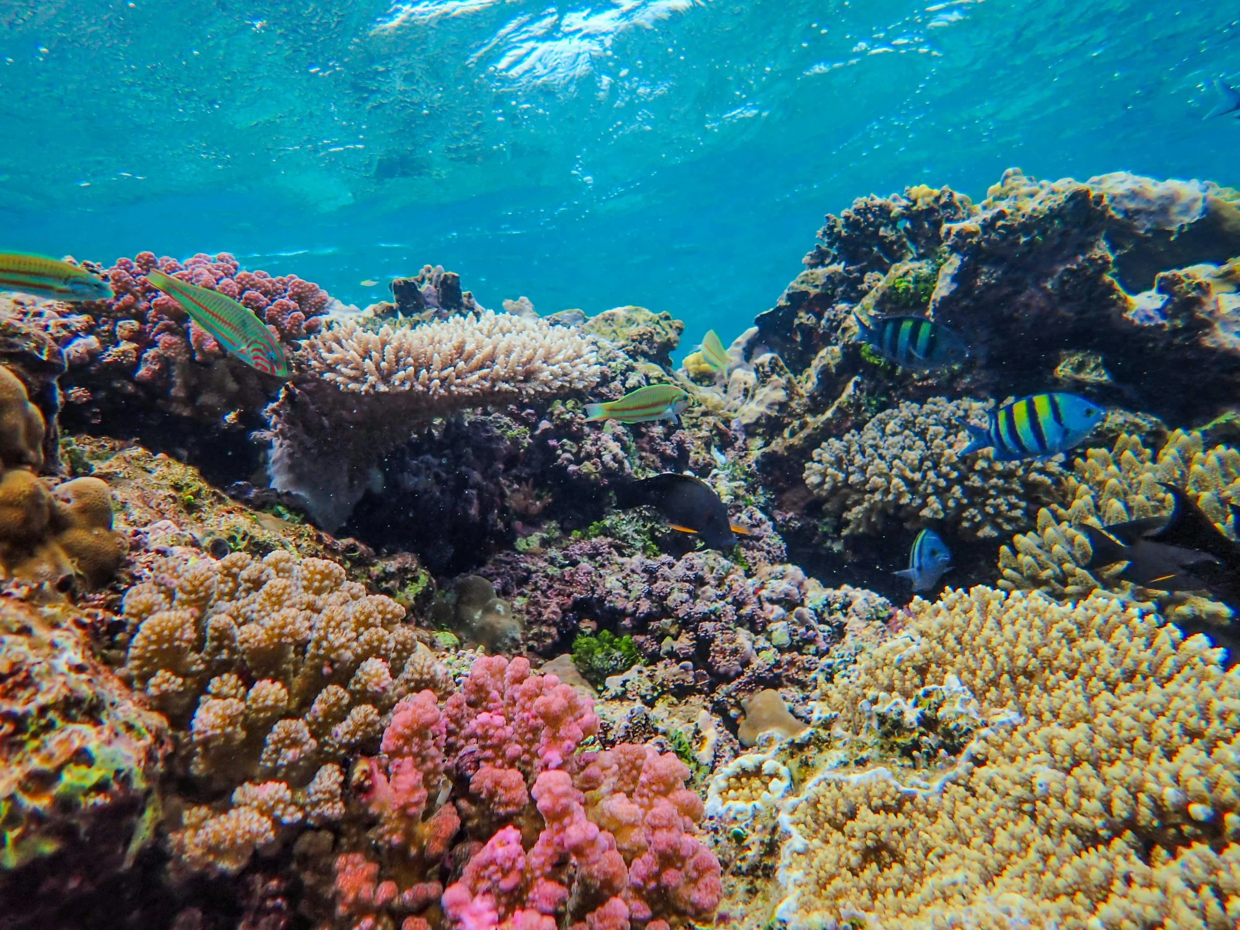 From Coral to Circuit Boards: The South China Sea's Hidden Tax on Capital