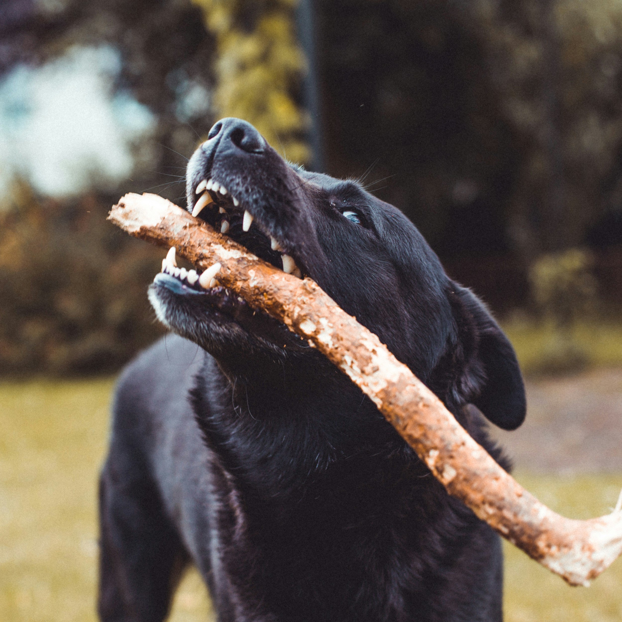Tooth-tally Vital: The Essential Role of Canine Dental Health