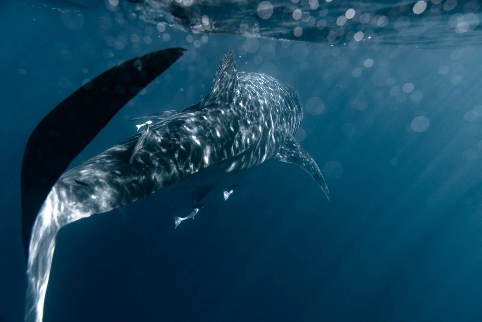 whaleshark-3.jpg