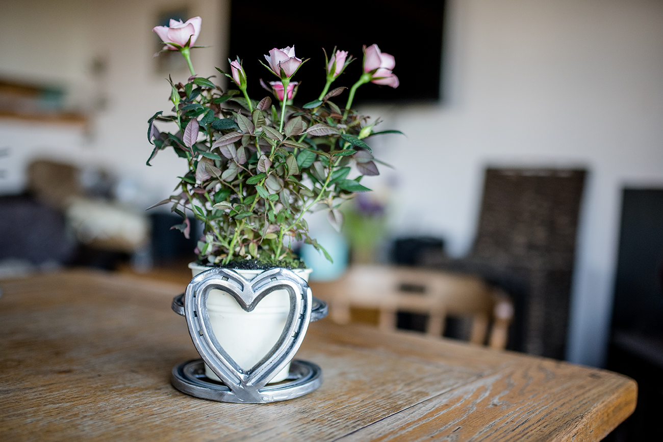 Brand photography of a potted plant with pink roses on a wooden table, inside a decorative heart-shaped holder.