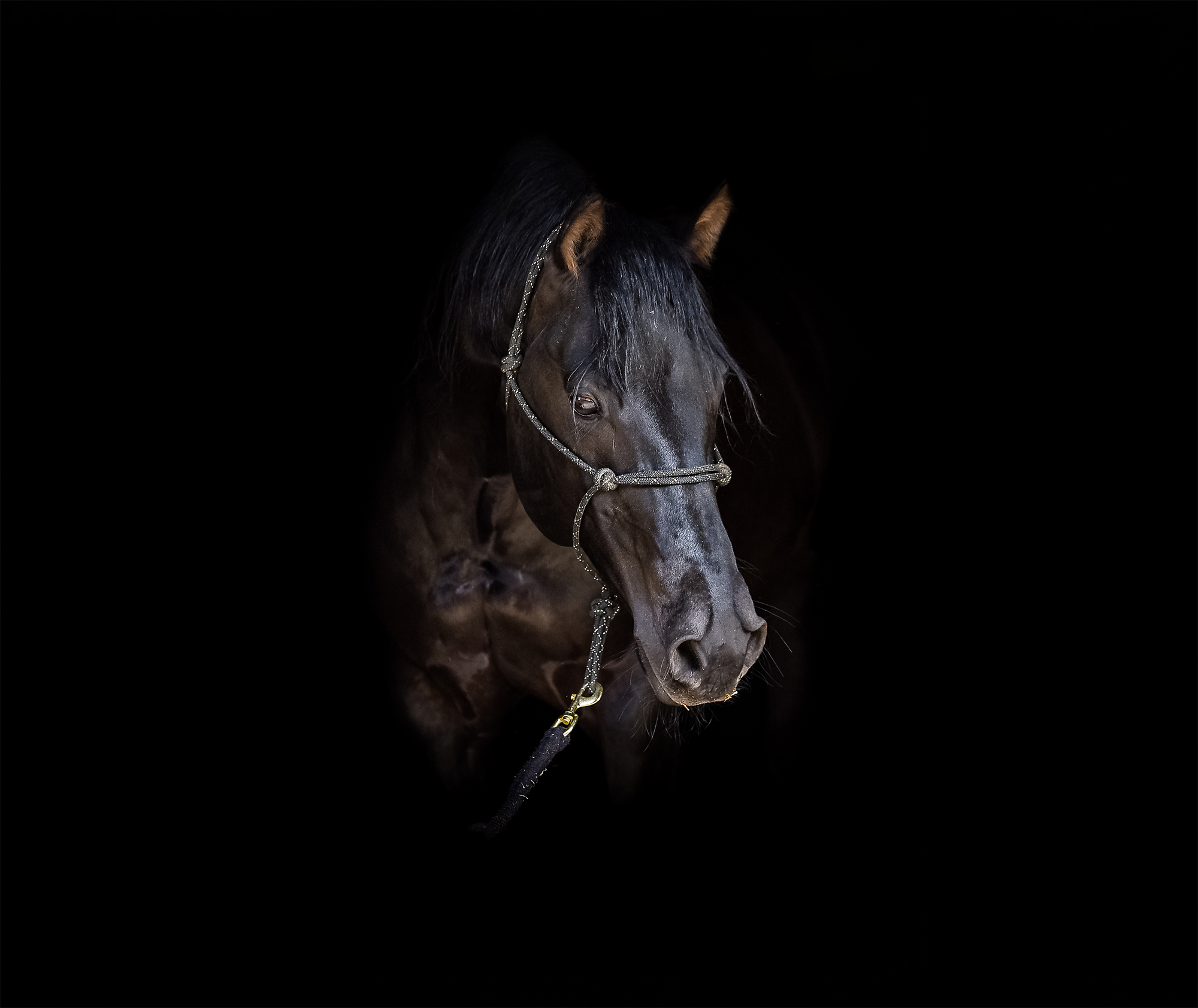 Brand photography of a black horse with a silver bridle against a dark background.