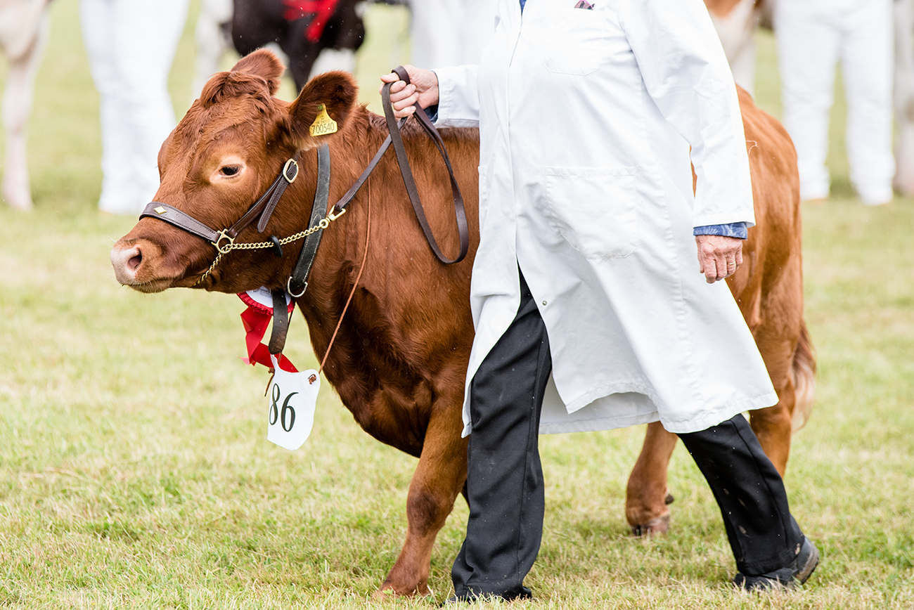 Brand photography of a person in a white coat showing a young brown calf at an agricultural fair, with a red ribbon and a numbered tag on the calf.