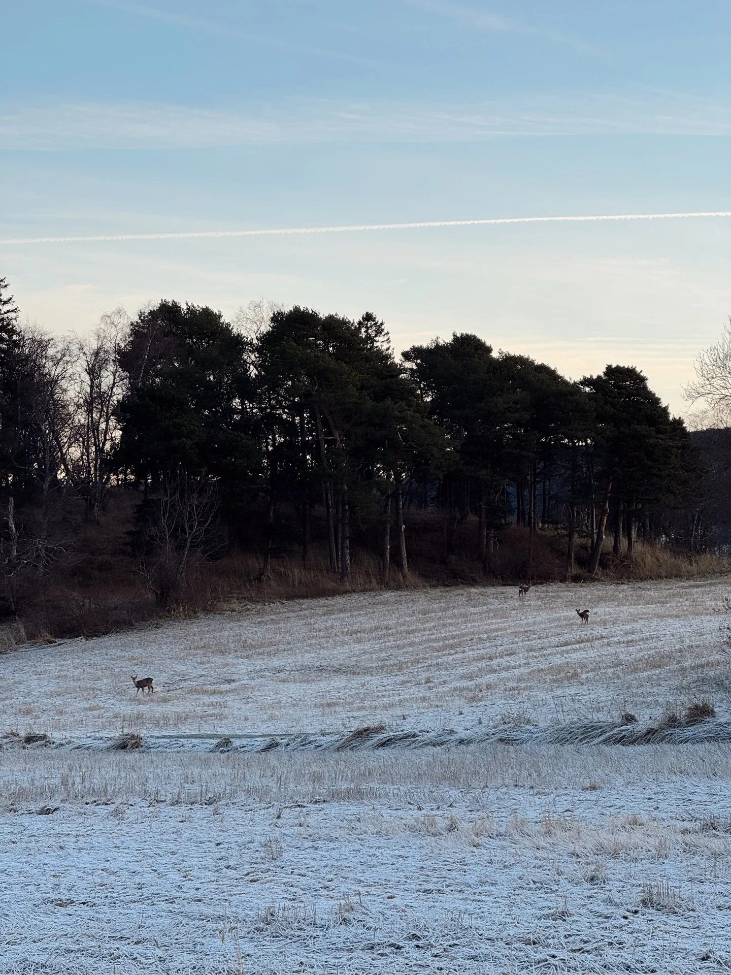 Frosne vinterdager og noen hverdags&oslash;yeblikk❄️ Den siste m&aring;neden har det g&aring;tt i ett med juleforberedelser, overtakelse av hus og f&aring; i stand et nytt hjem bare dager f&oslash;r jul, koselig julefeiring med familie (baby M&rsquo;