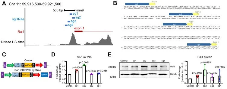 A diagram showing the CRISPR targeting and effects on Rai1 gene expression, including graphs of mRNA and protein levels with statistical analysis, and sequence details of sgRNAs.