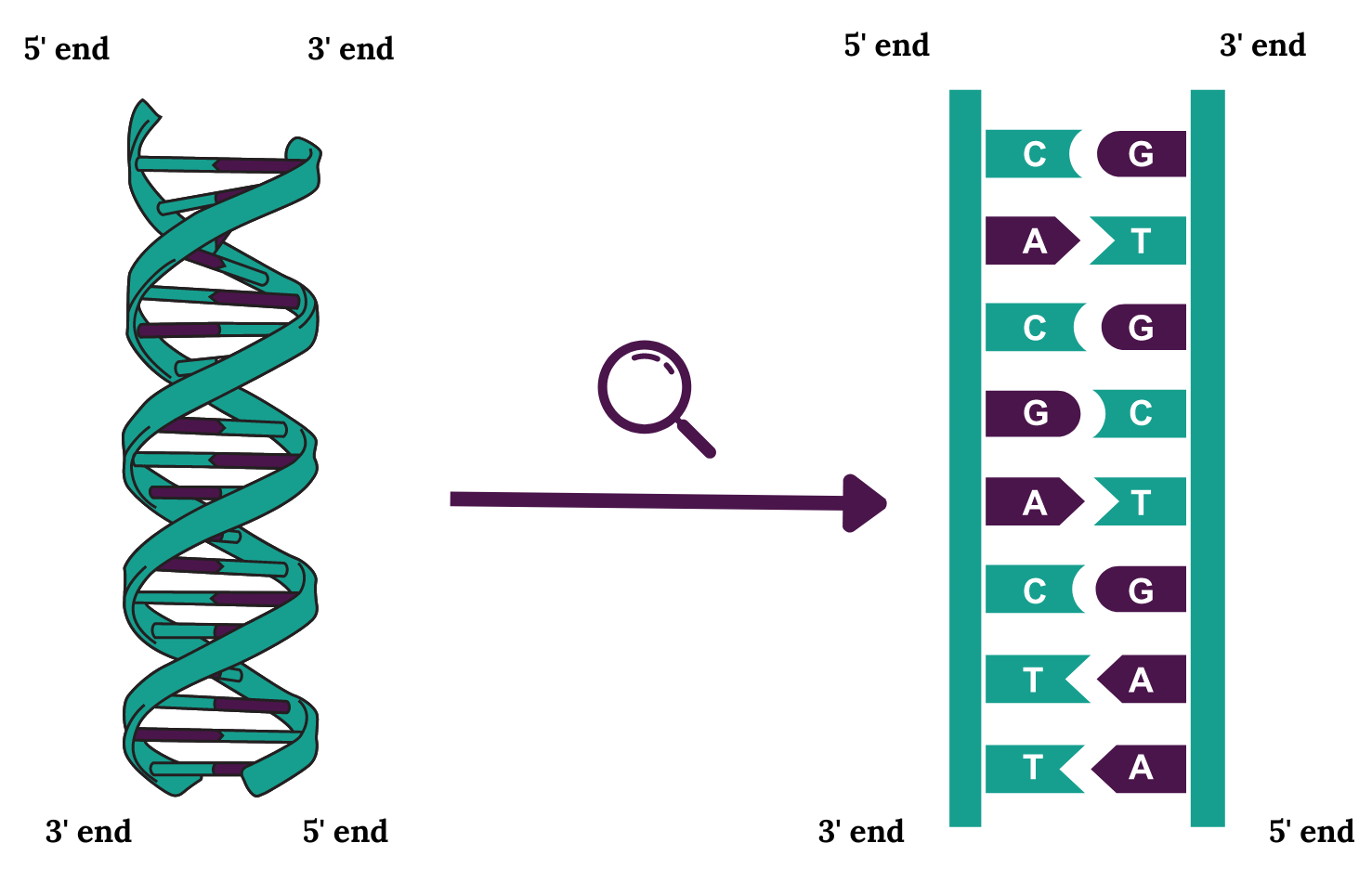 Diagram comparing a DNA double helix and a flat DNA sequence representation, showing base pairs and strand directions with 3' and 5' ends labeled.