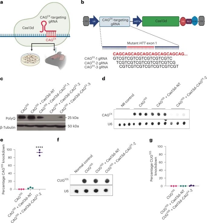 Diagram showing gene editing using Cas13d and gRNA targeting CAG expansion mutations, with experimental results including Western blots, dot blots, and percentage knockdown graphs.