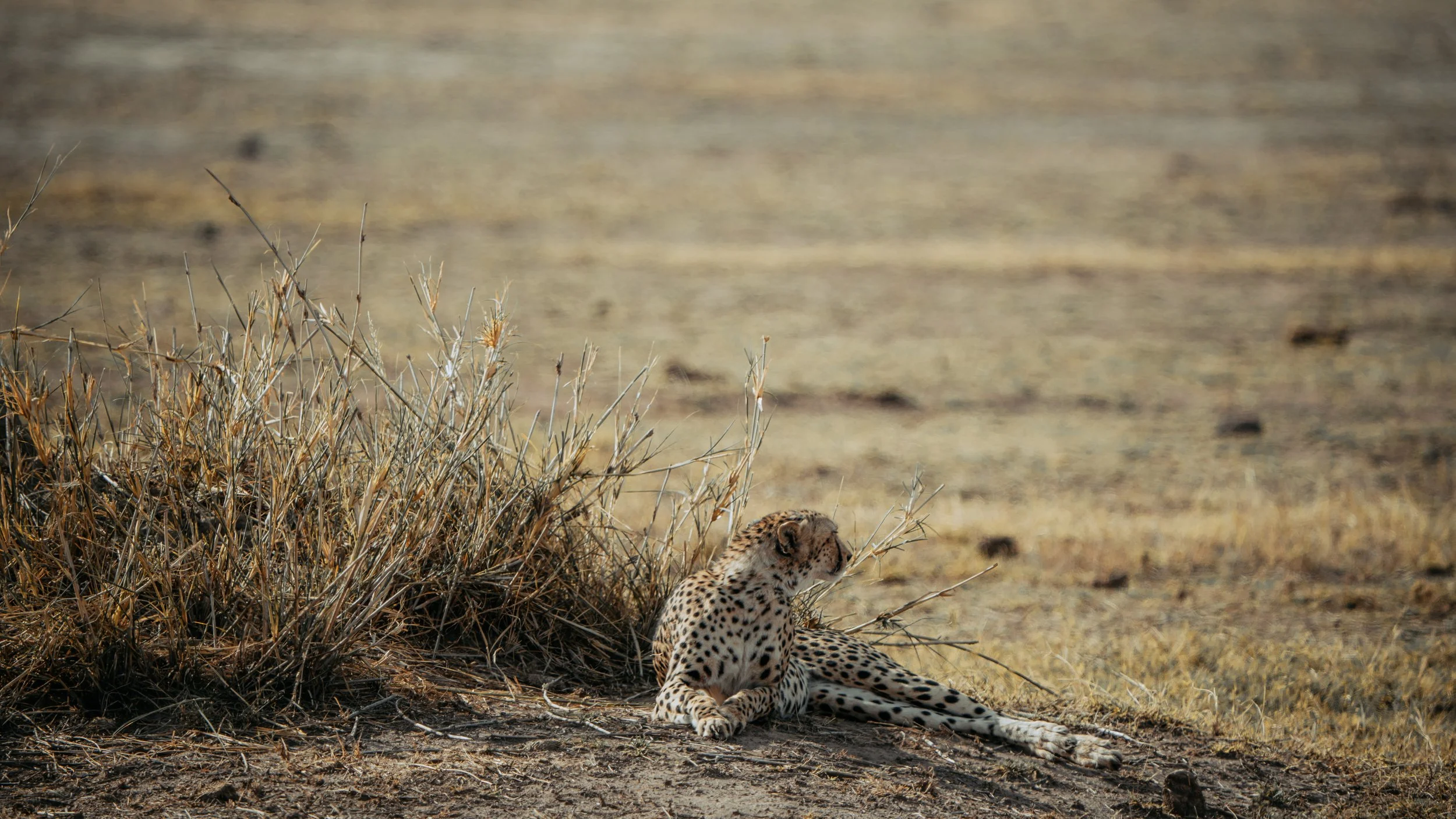Amboseli National Park - Safari-140.jpg