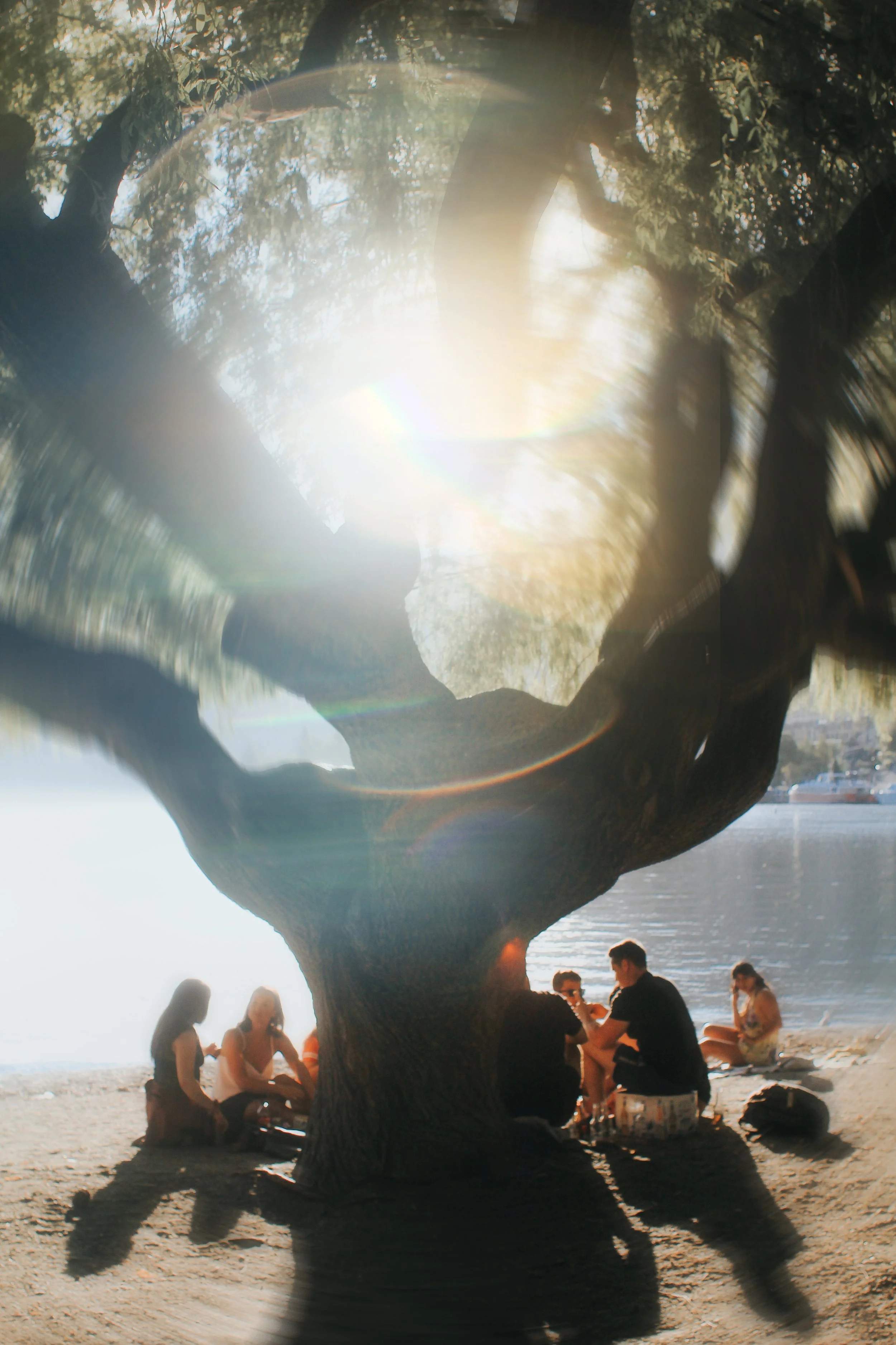 tree.jpg