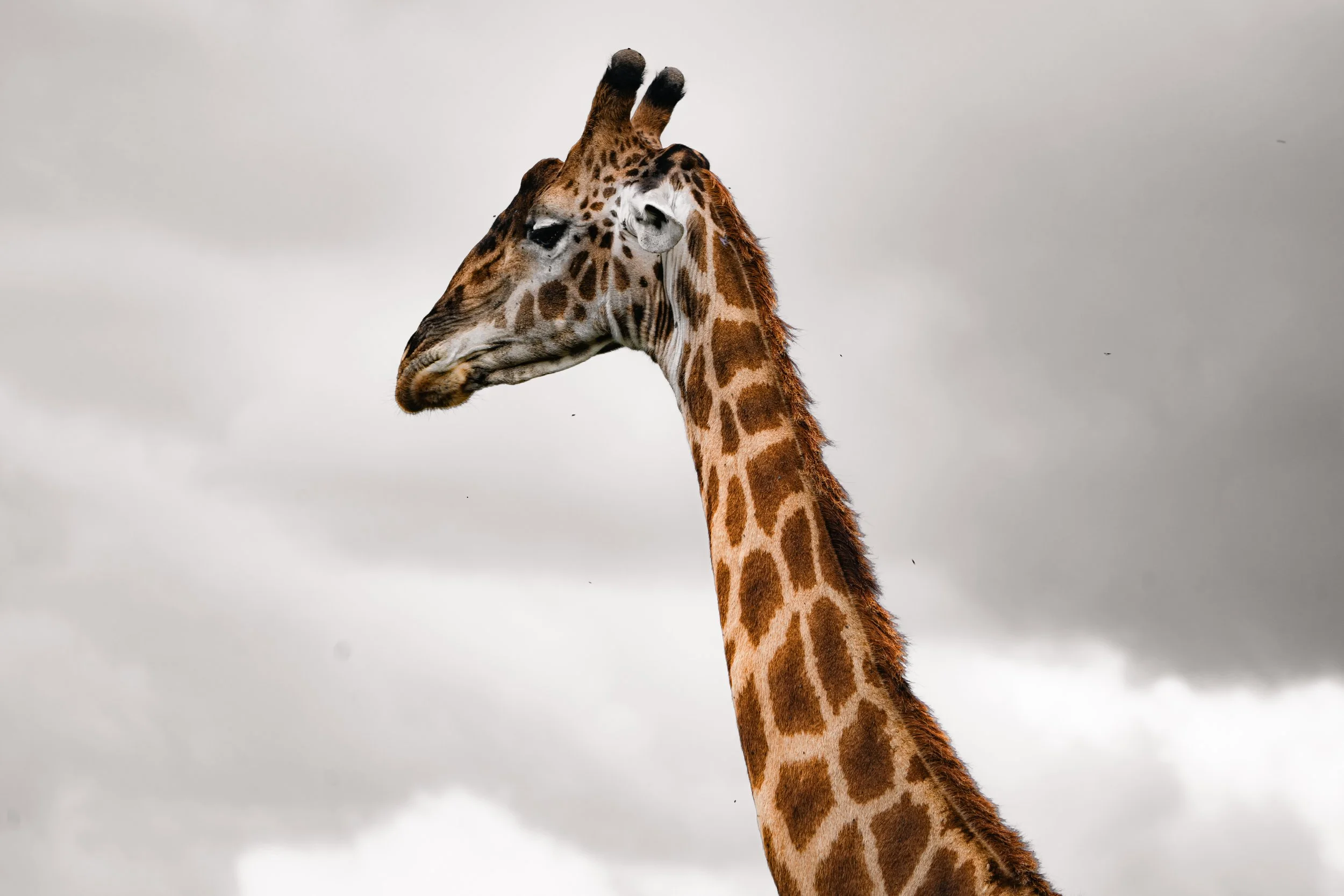 Serengeti National Park - Day 1 Safari-386.jpg