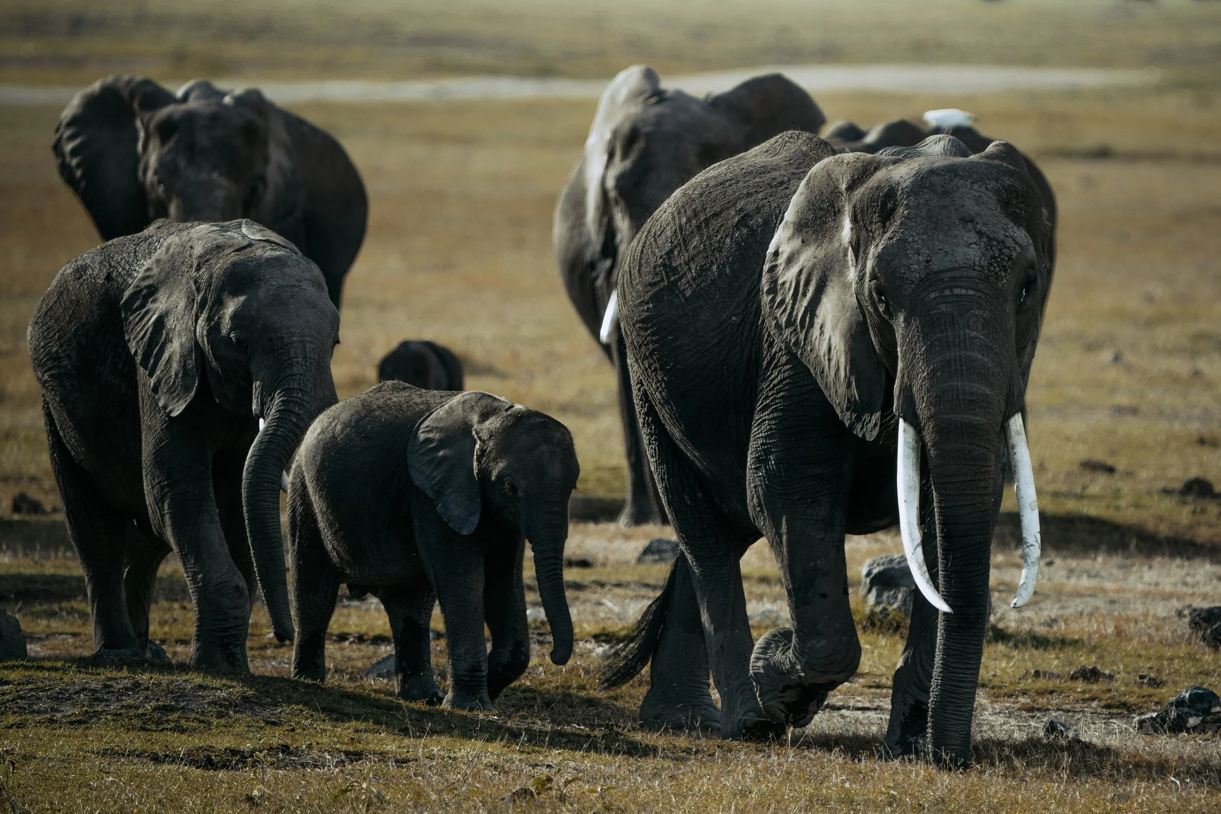 Amboseli National Park - Safari-191.jpg