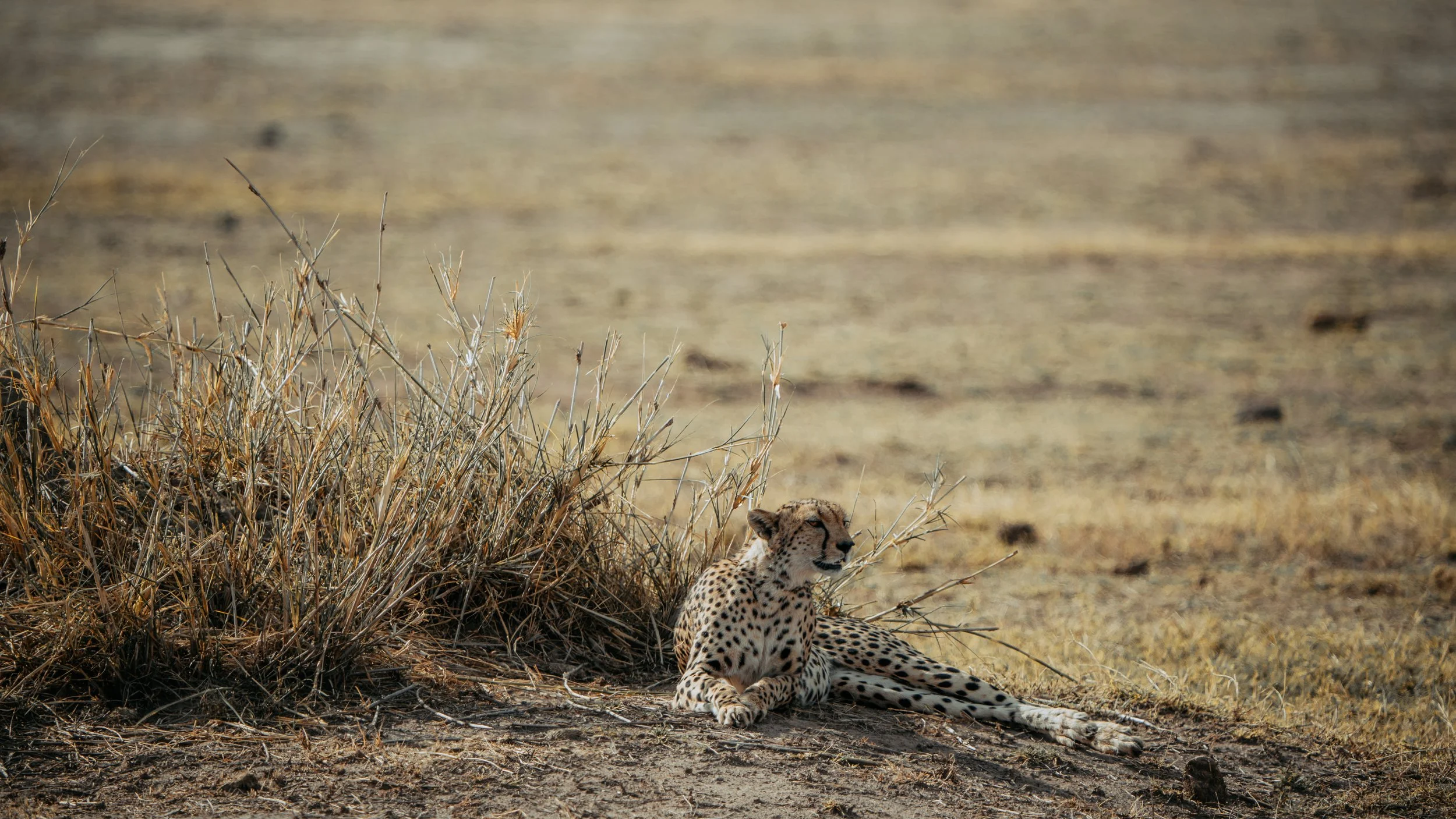 Amboseli National Park - Safari-141.jpg