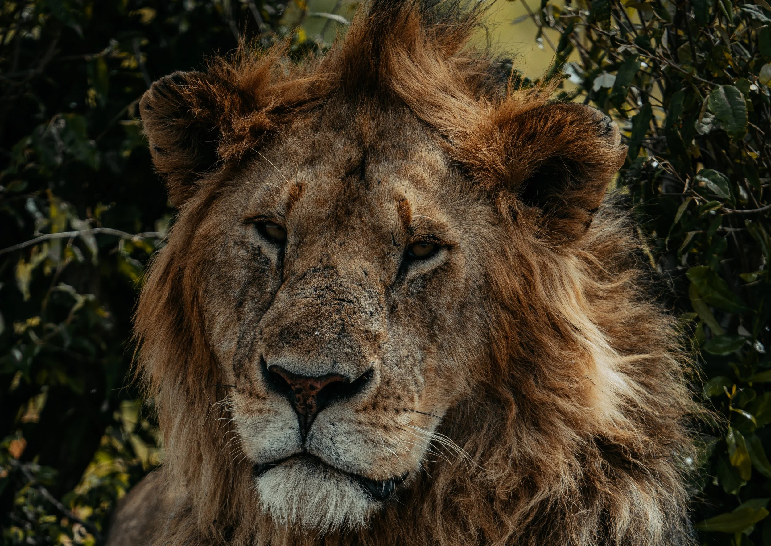 x Masai Mara - Safari-304.jpg