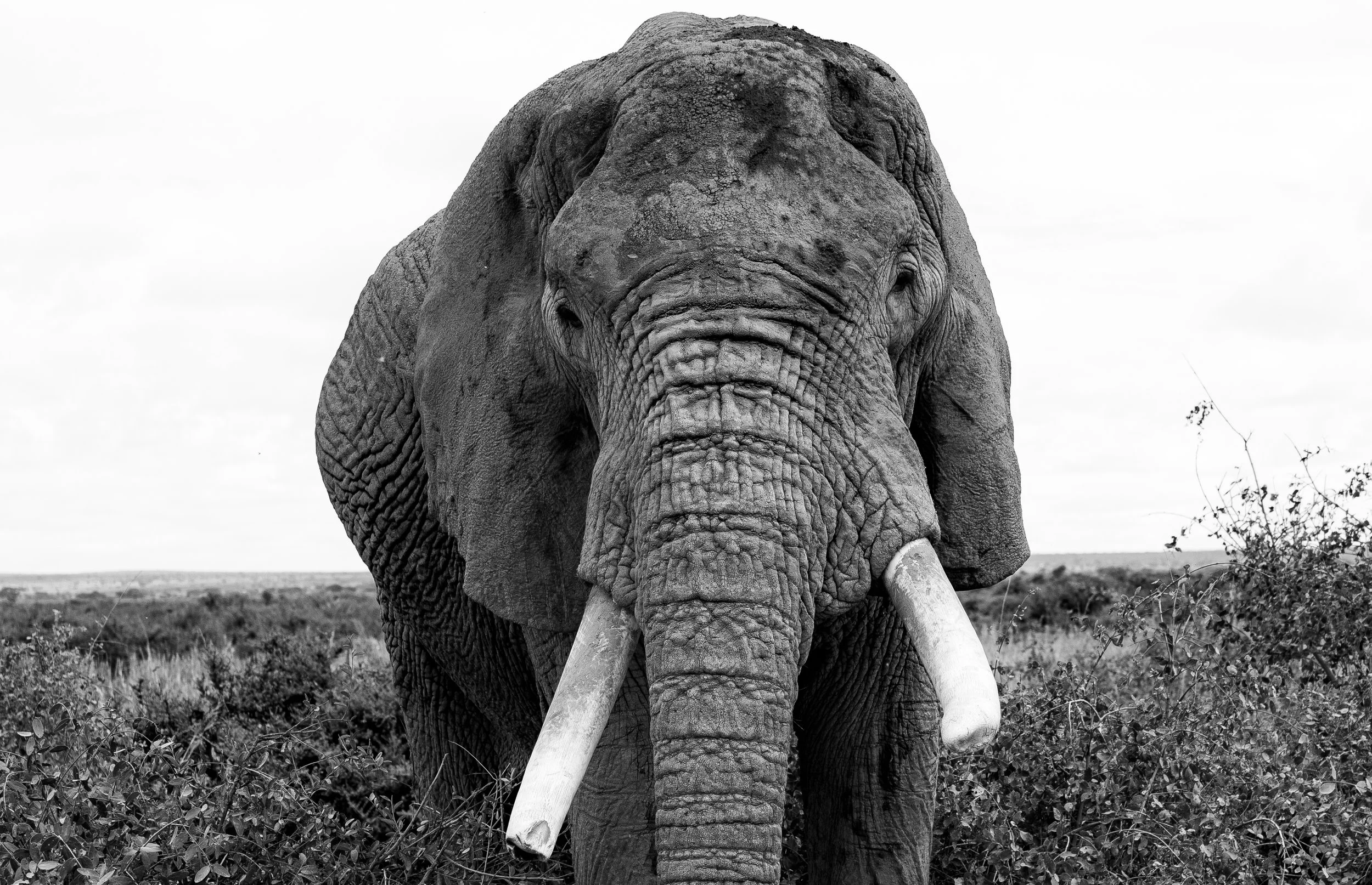 x Amboseli to Nairobi-145.jpg