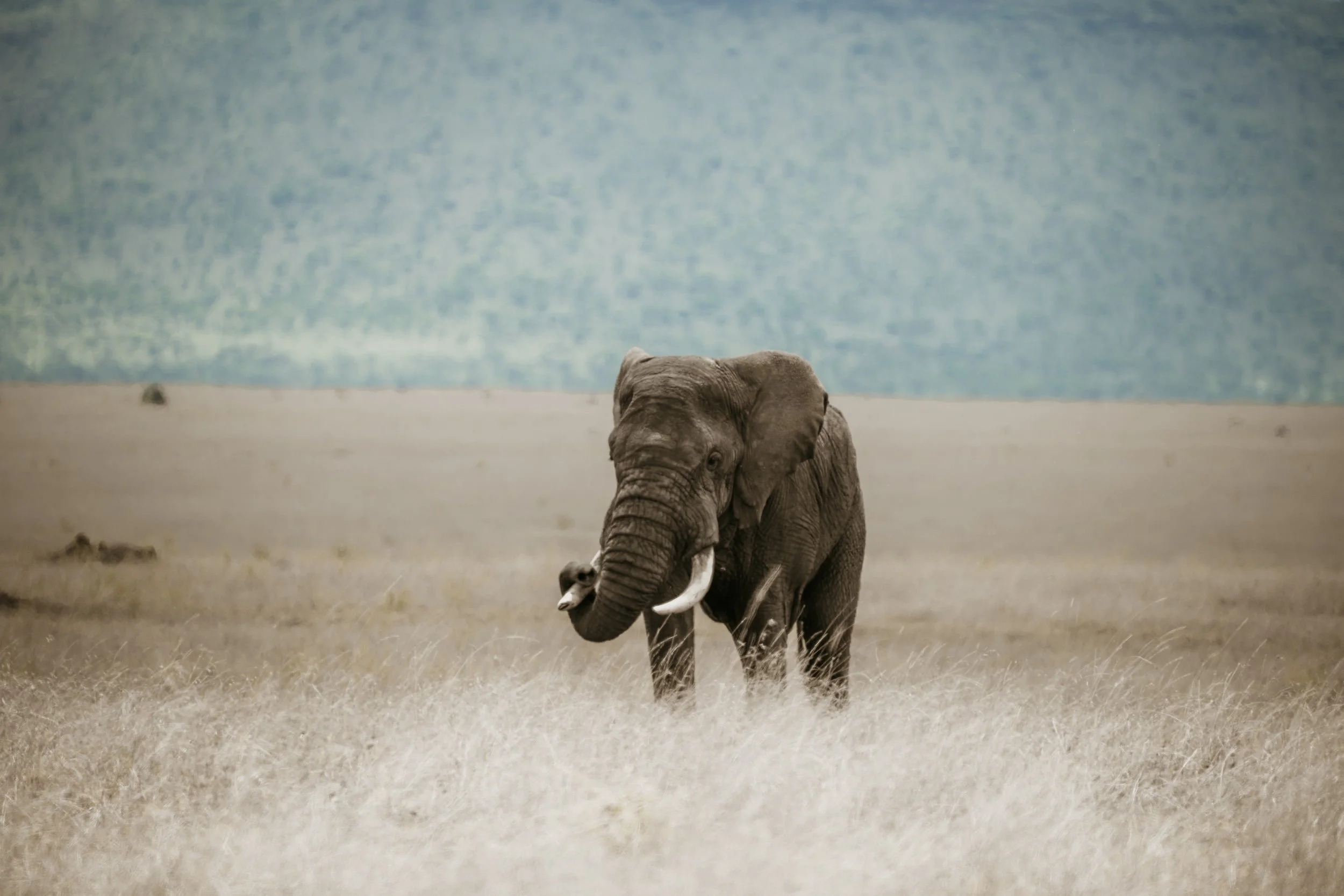 Serengeti National Park - Day 1 Safari-242.jpg