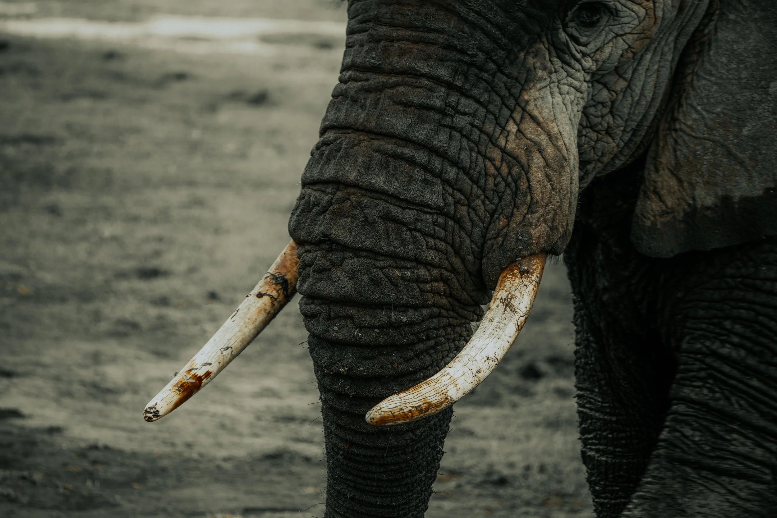 x Amboseli to Nairobi-114.jpeg