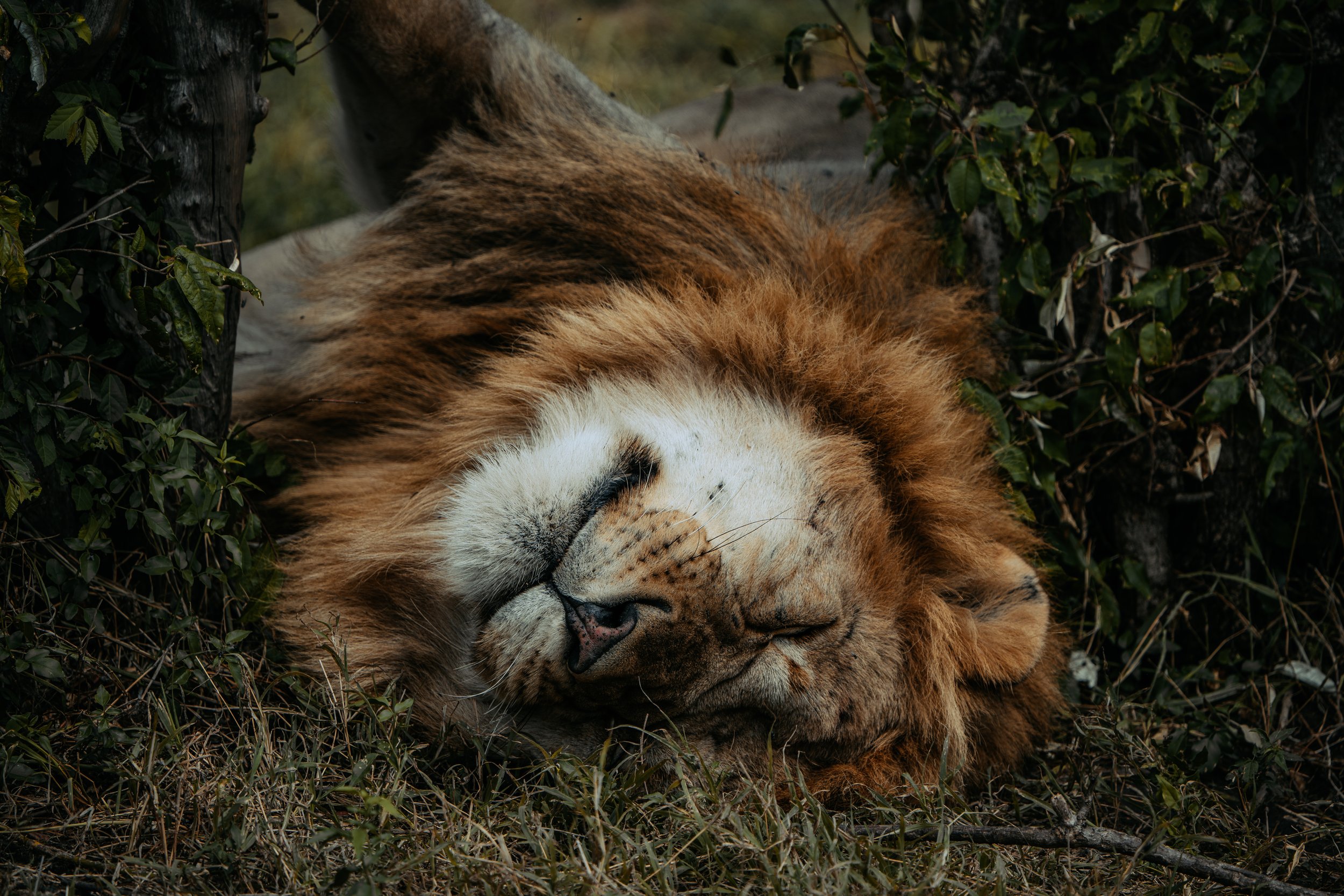 x Masai Mara - Safari-288.jpg