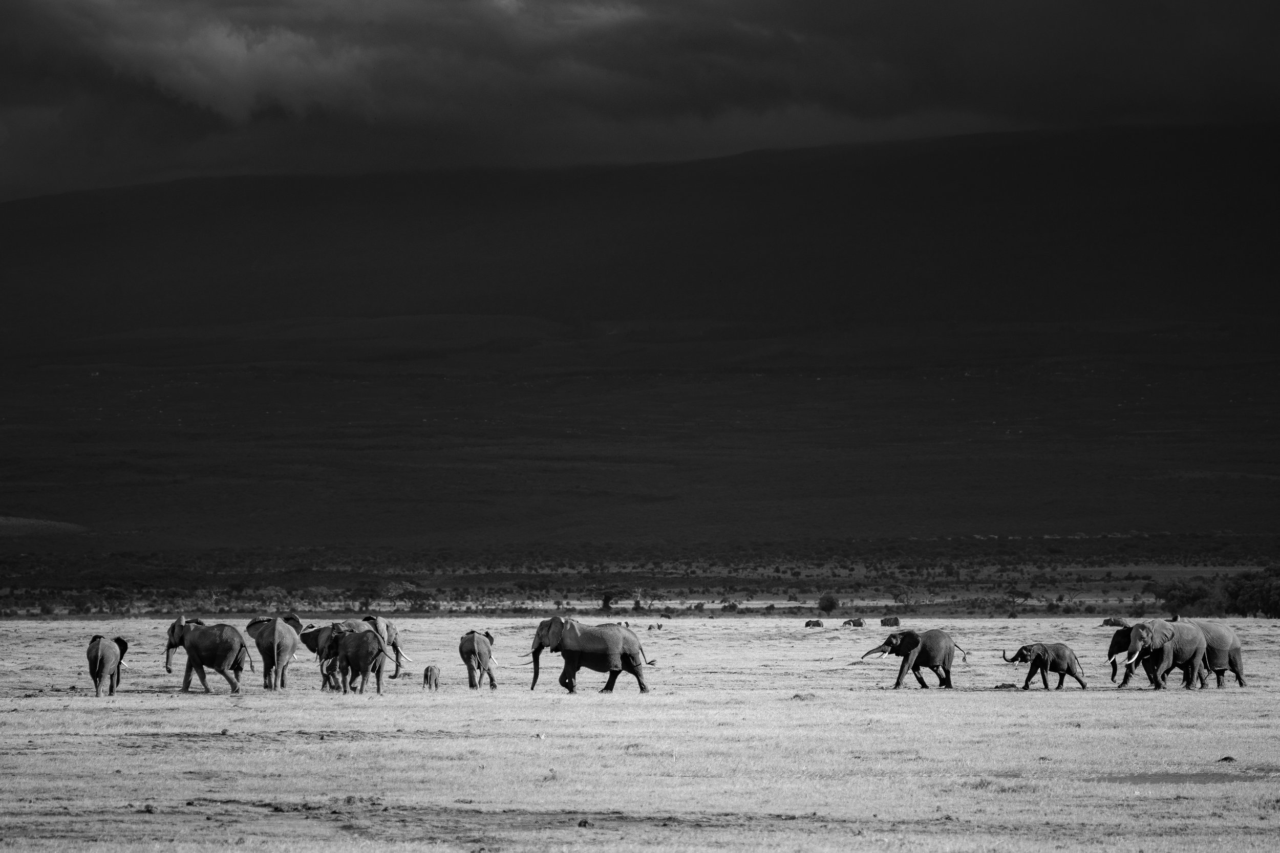 Amboseli National Park - Safari-237.jpg